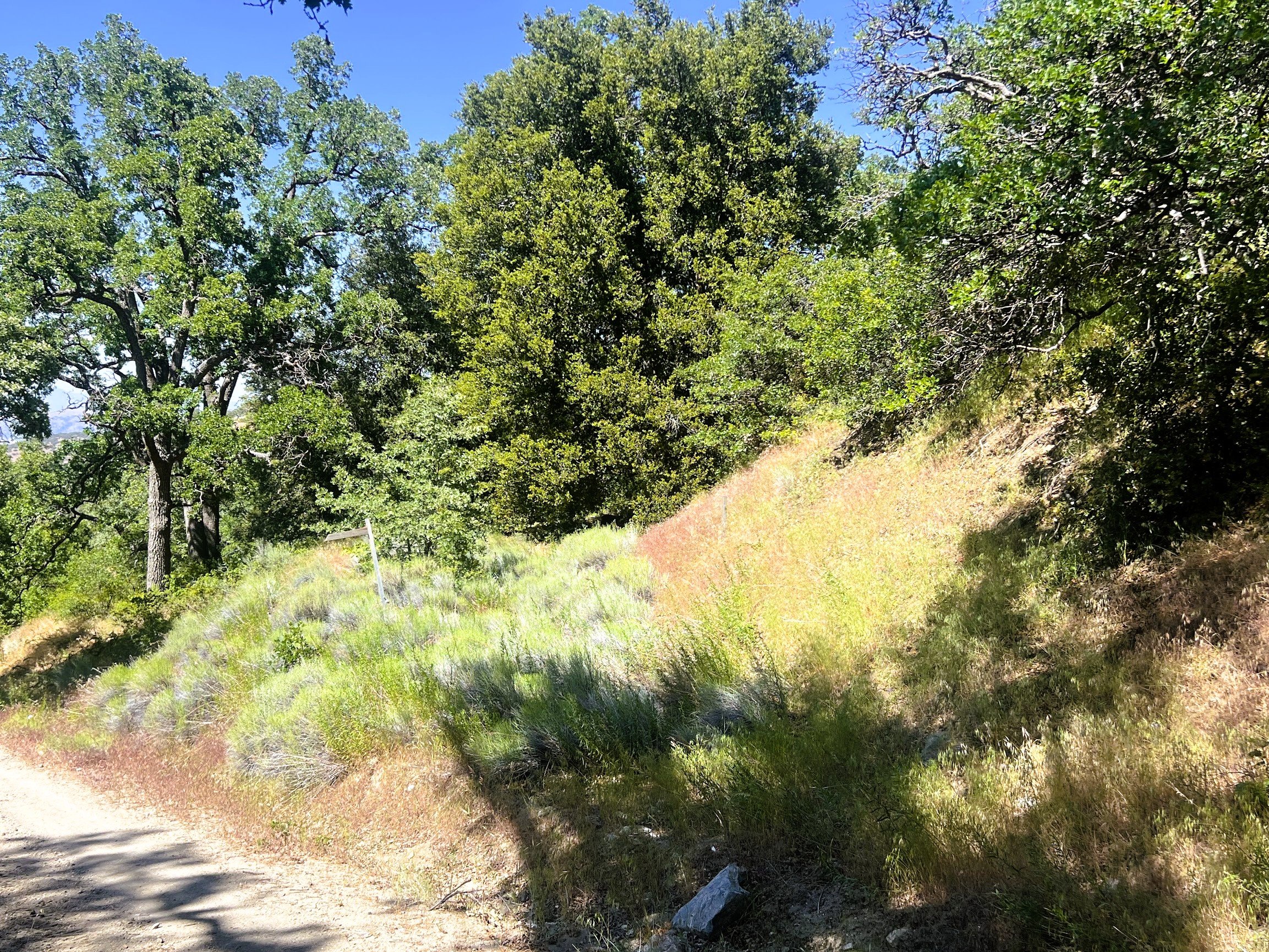 IMG_3203 (1).jpg