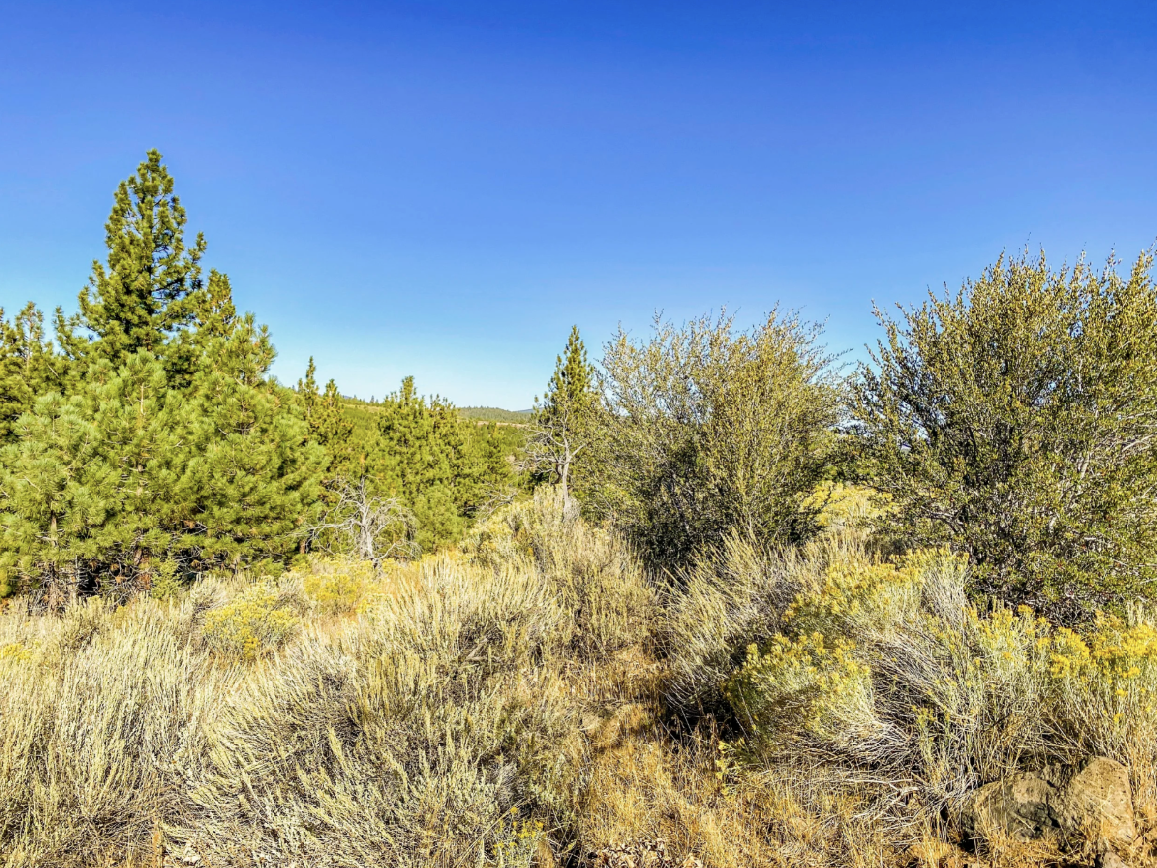 Pic 5 - Lot 15 Pine Nut Dr.png