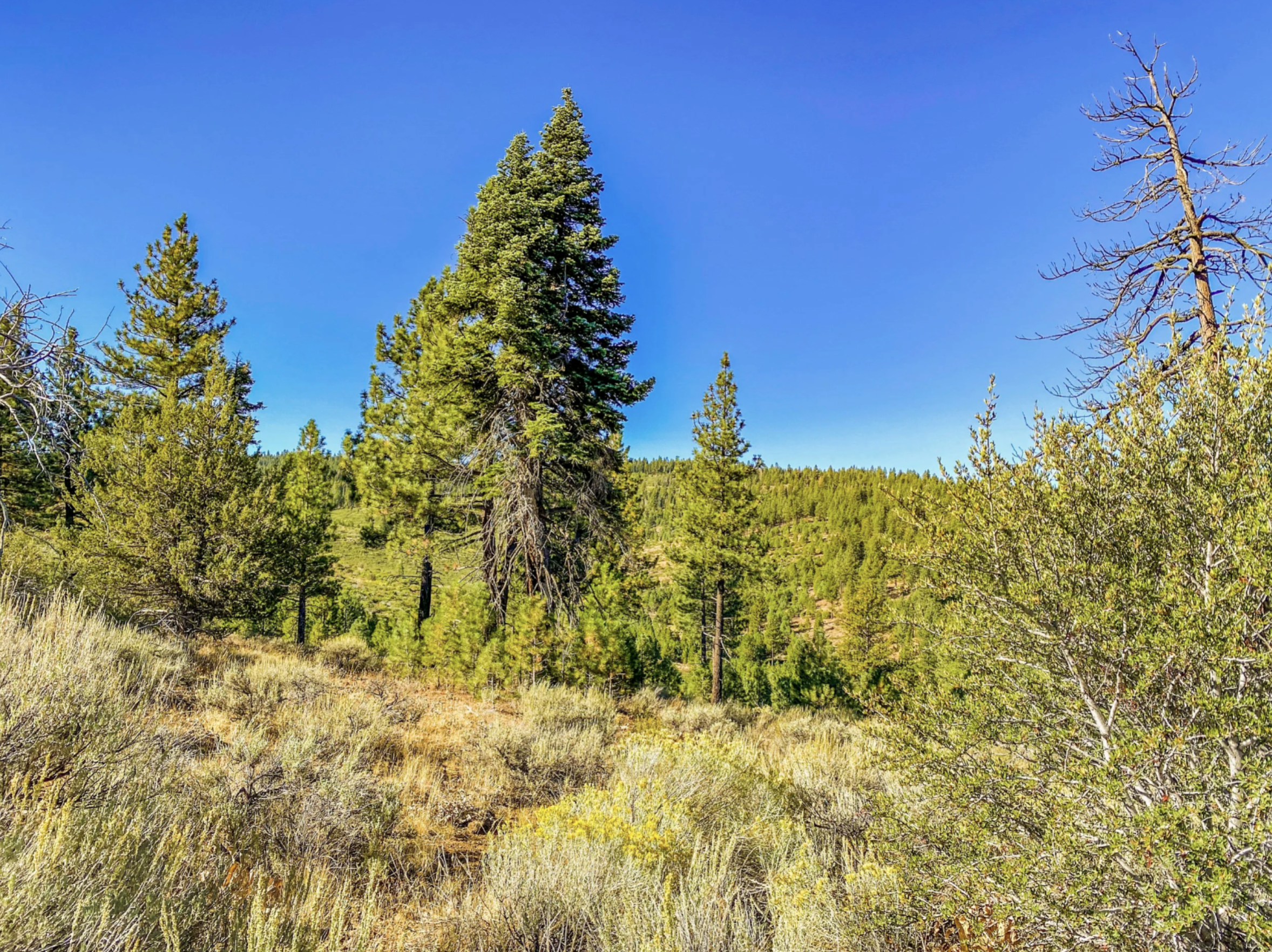Pic 3 - Lot 15 Pine Nut Dr.png