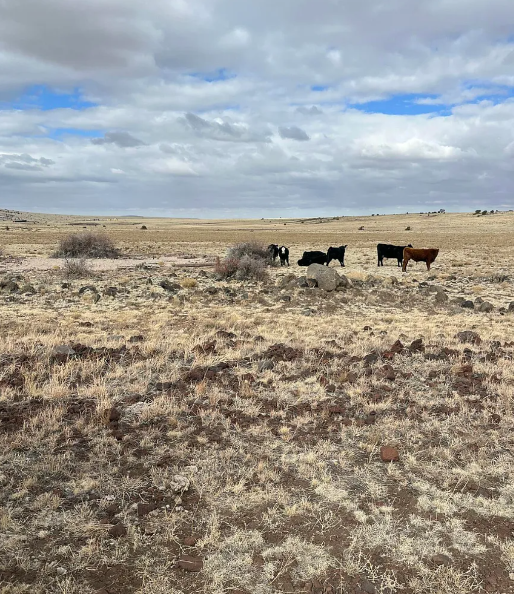 Screenshot 2026-01-29 123903.png