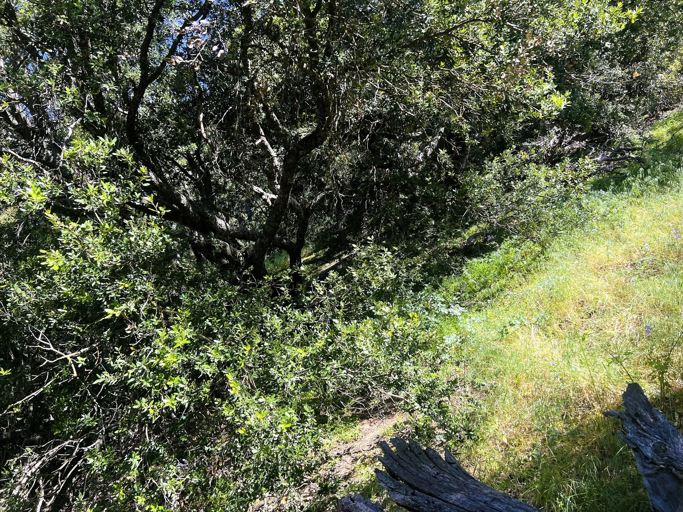IMG_3144.jpg