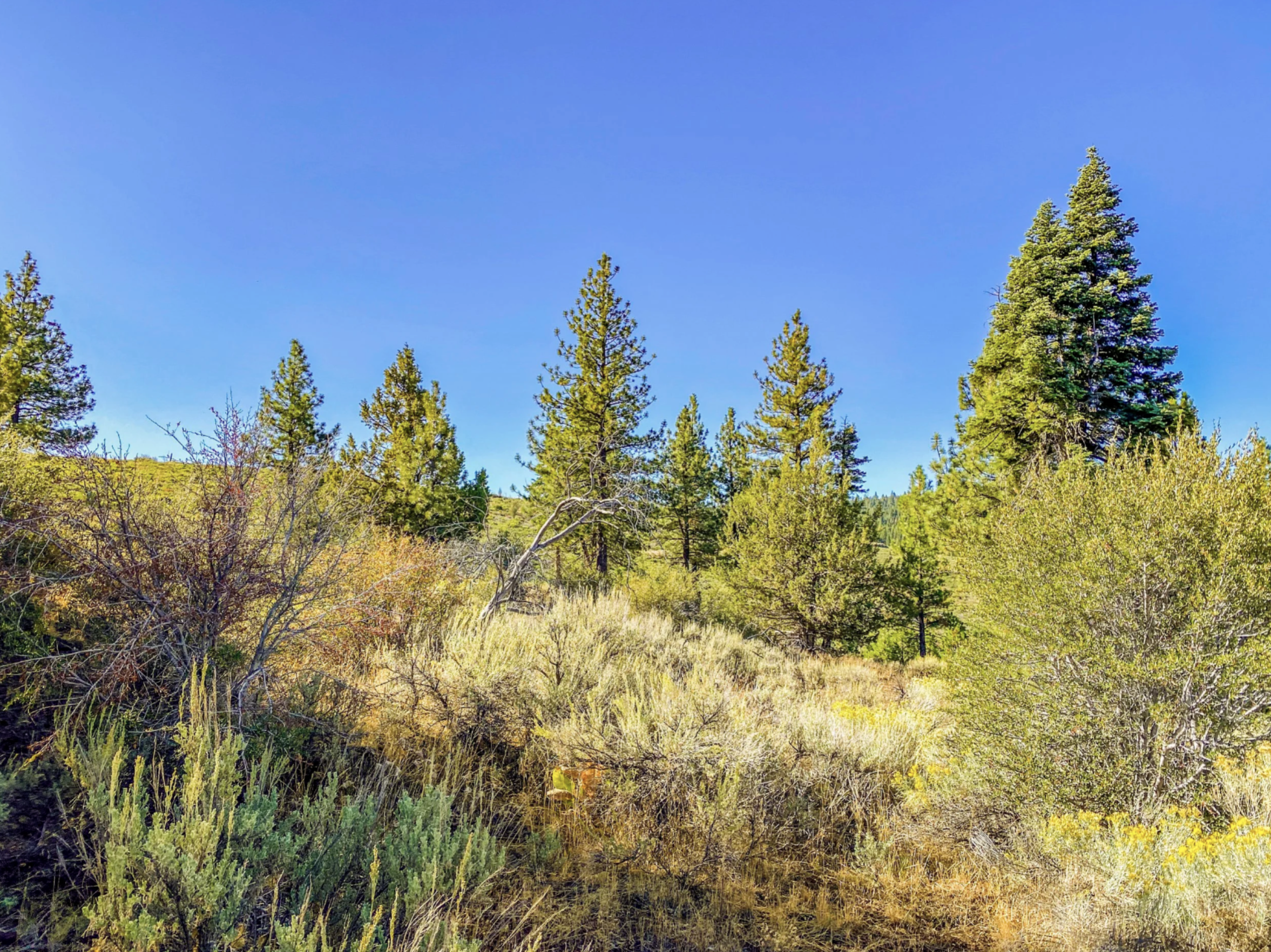 Pic 2 - Lot 15 Pine Nut Dr.png