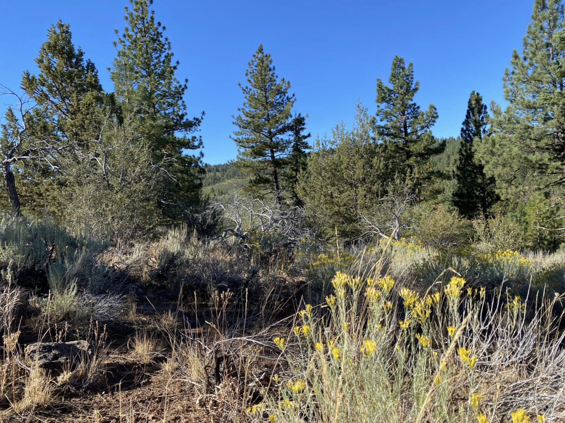 Screenshot 2026-04-17 at 10.15.35 AM.png