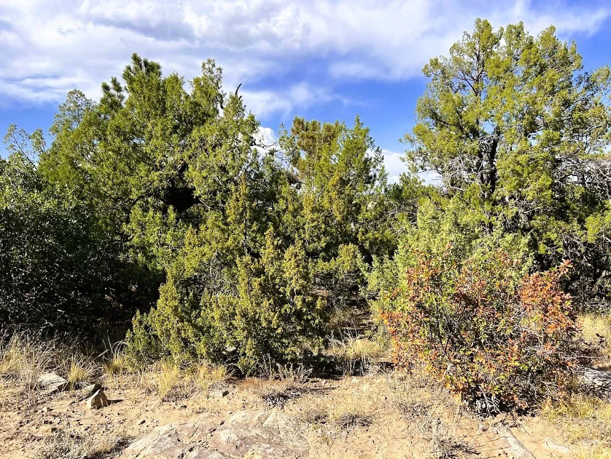 Pic 10 - Lot 35 San Carlos Dr.webp