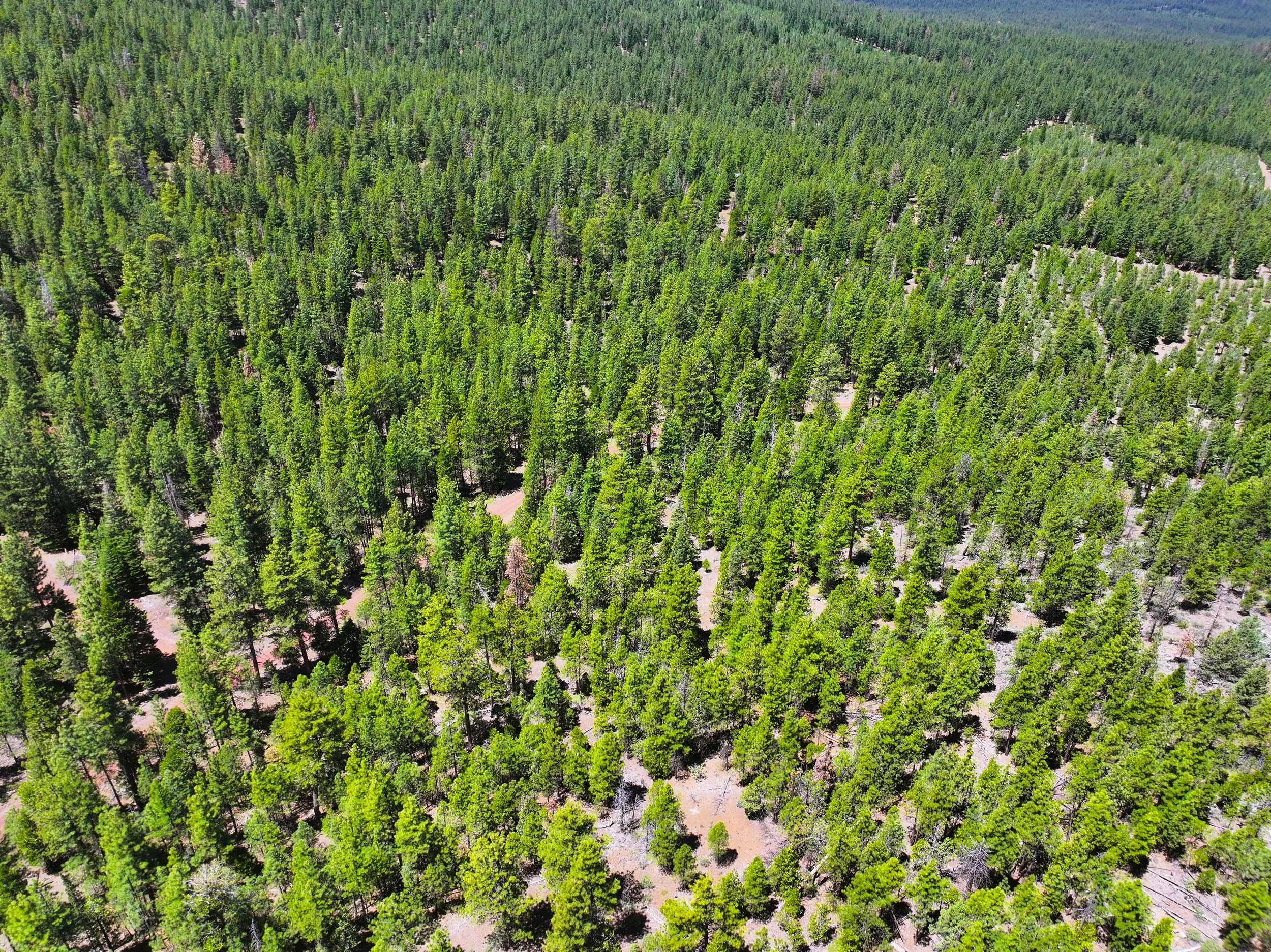 Drone - Lot 34 & 35 & 36 California Pines Blvd  (2024-06-18 09.22.26).jpg