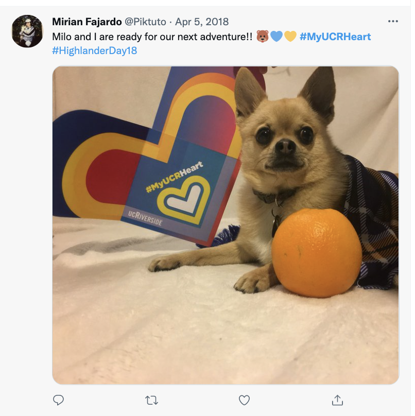  A little dog sits next to an orange and a paper heart. 