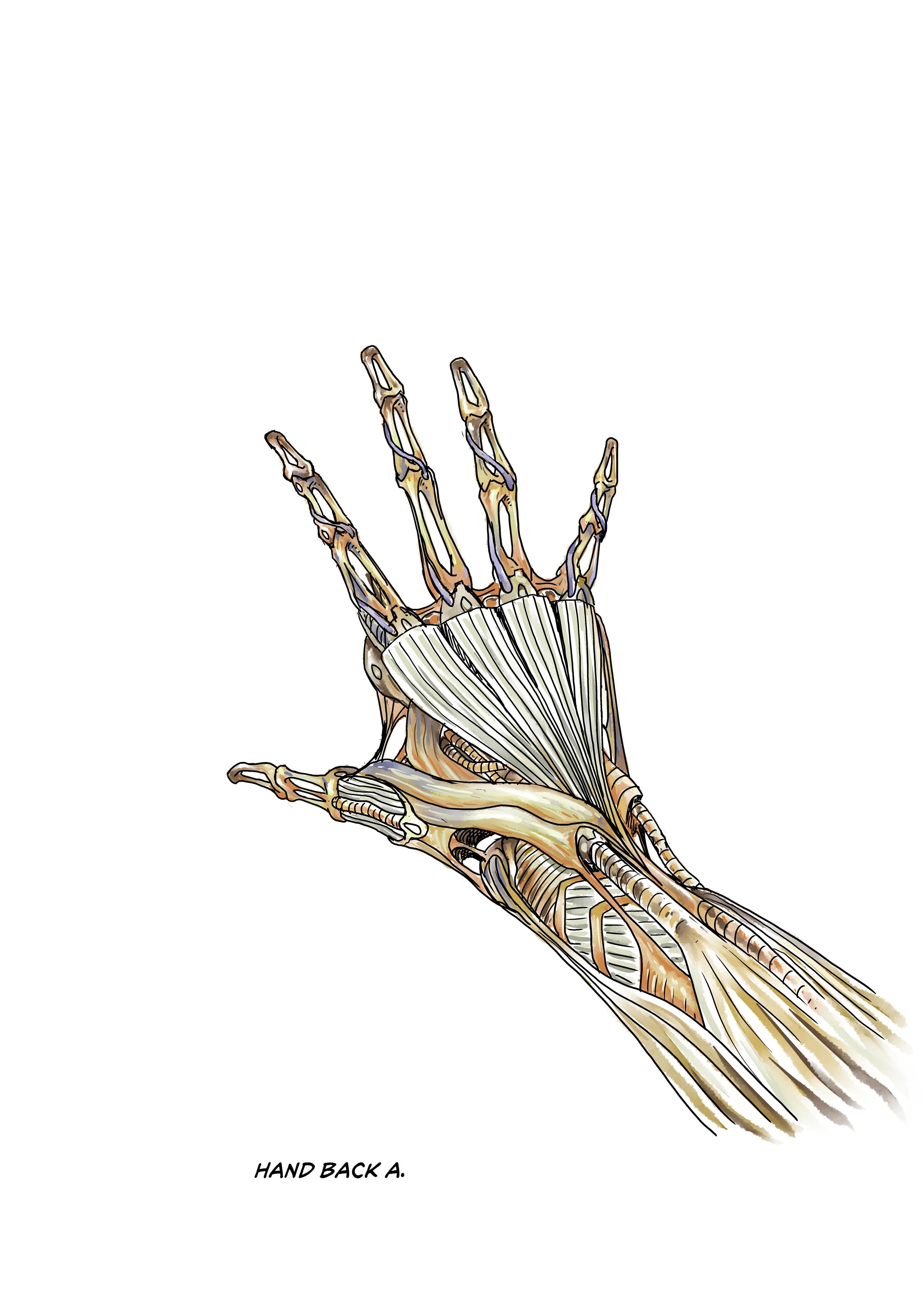 EndoSkelHand_PB_HAND-BACK-A_CLRv2.jpg