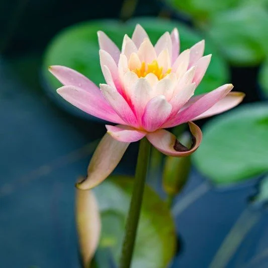 Your garden can be more than beautiful.
It can be alive.

Imagine stepping outside and seeing butterflies floating through your flowers, hummingbirds stopping for a drink, and dragonflies gliding across the surface of a natural water feature.

A poll