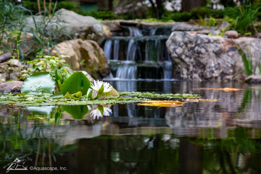 A Backyard Waterfall You&rsquo;ll Never Want to Leave

Imagine a series of natural stone waterfalls cascading through your landscape, flowing into a crystal-clear ecosystem koi pond where colorful fish glide beneath the surface and birds visit the sh