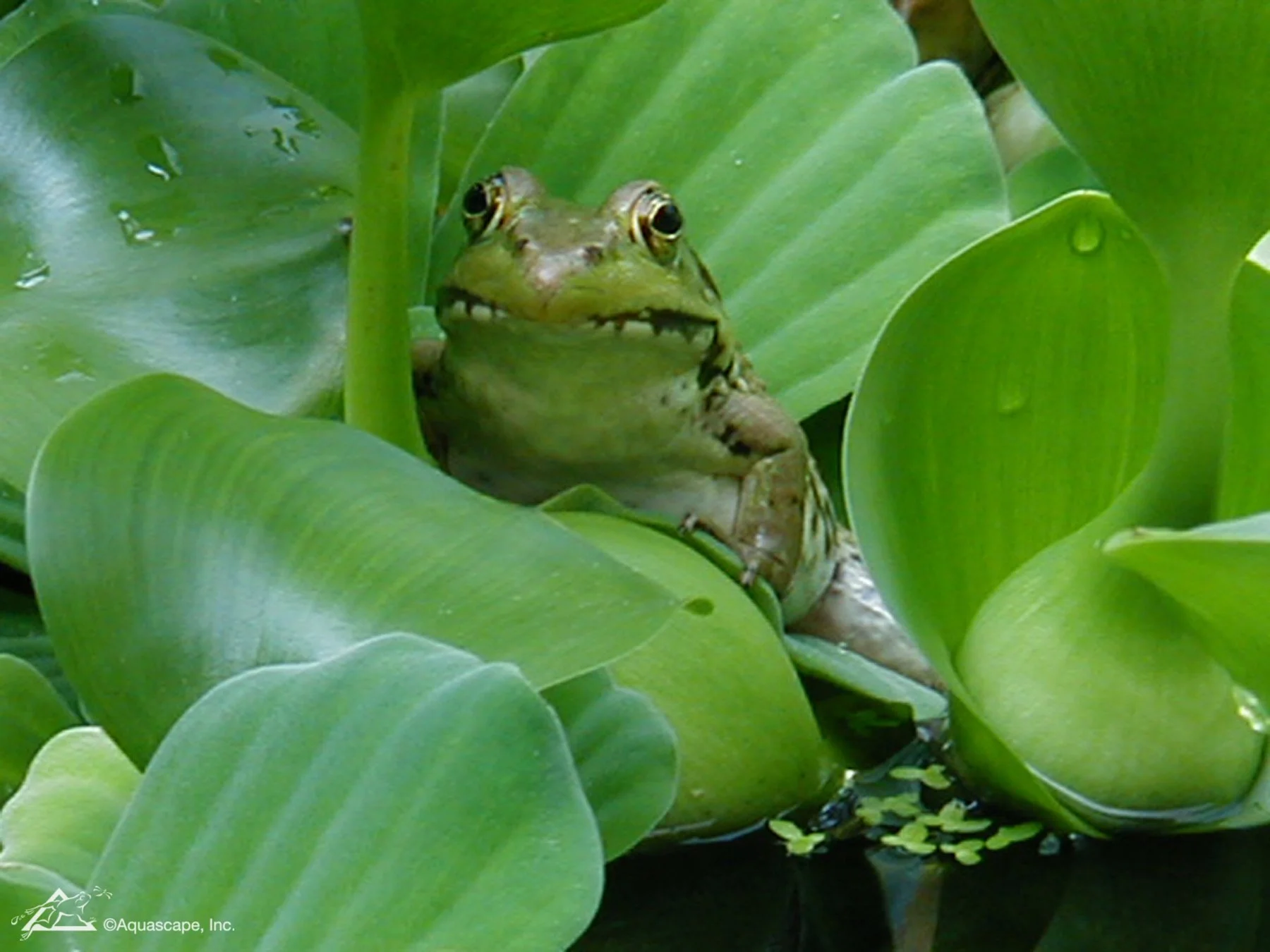 **For the Gardeners Who Love Pollinators**

If you love seeing butterflies, bees, birds, and other little visitors in your garden, water can make your yard even more inviting.

A small fountain, bubbling rock, pondless waterfall, or shallow water fea