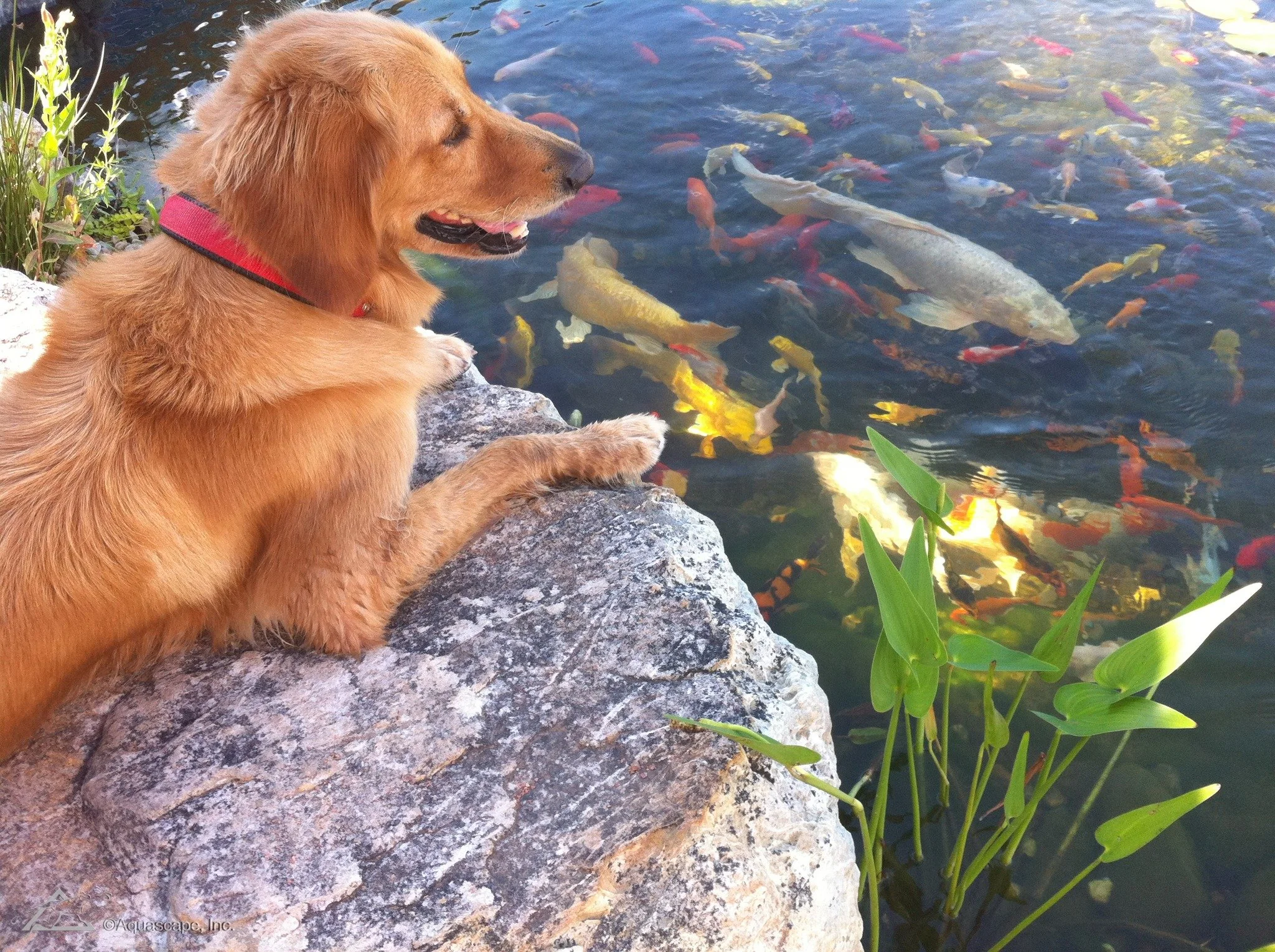 Waterfalls and ponds can actually be a great way to provide moving, cool, attractive water to your pets to help them stay hydrated in the heat! 

A spillway bowl or small pondless waterfall can provide drinking water. A small pond pondless waterfall 