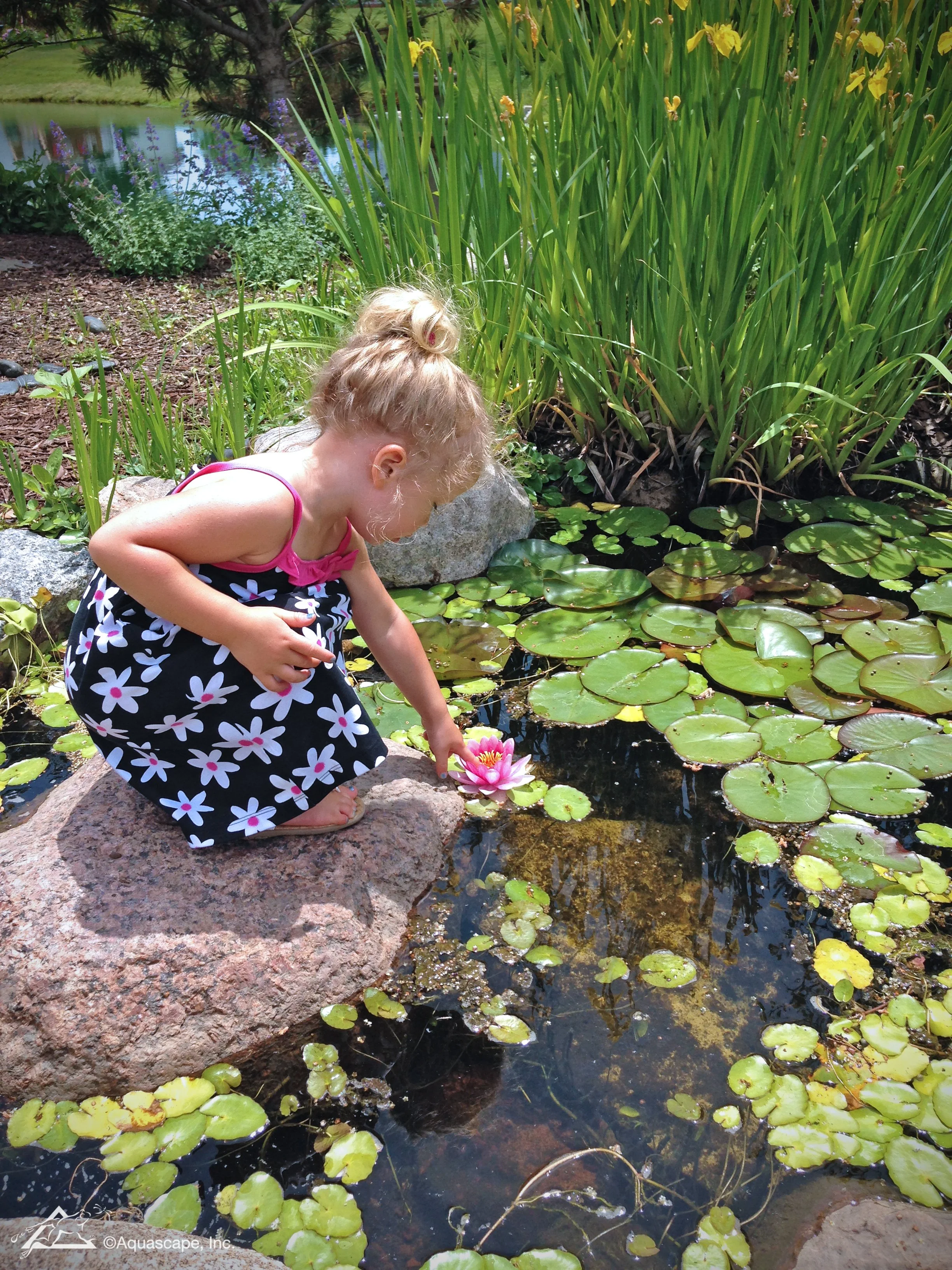 A young girl in a black dress with pink and white flowers crouches on a large rock by a pond, touching a pink water lily.