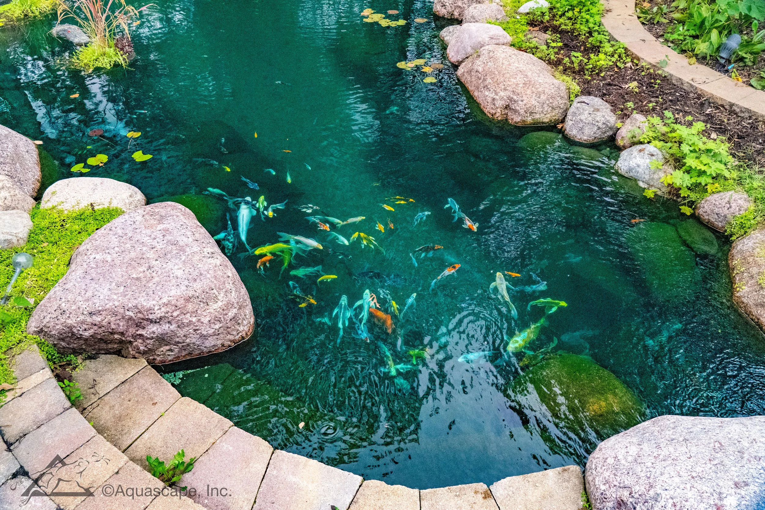 A pond with clear water featuring colorful koi fish swimming, surrounded by large stones, green plants, and a paved walkway.