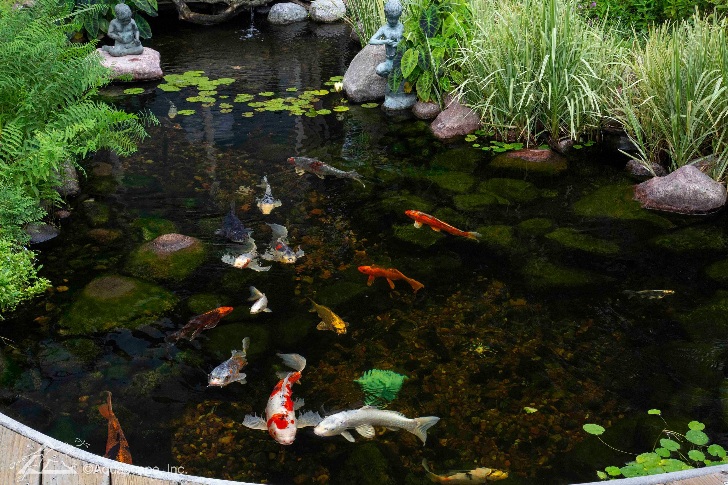 Koi fish swimming in a pond with green plants and decorative statues along the edges.