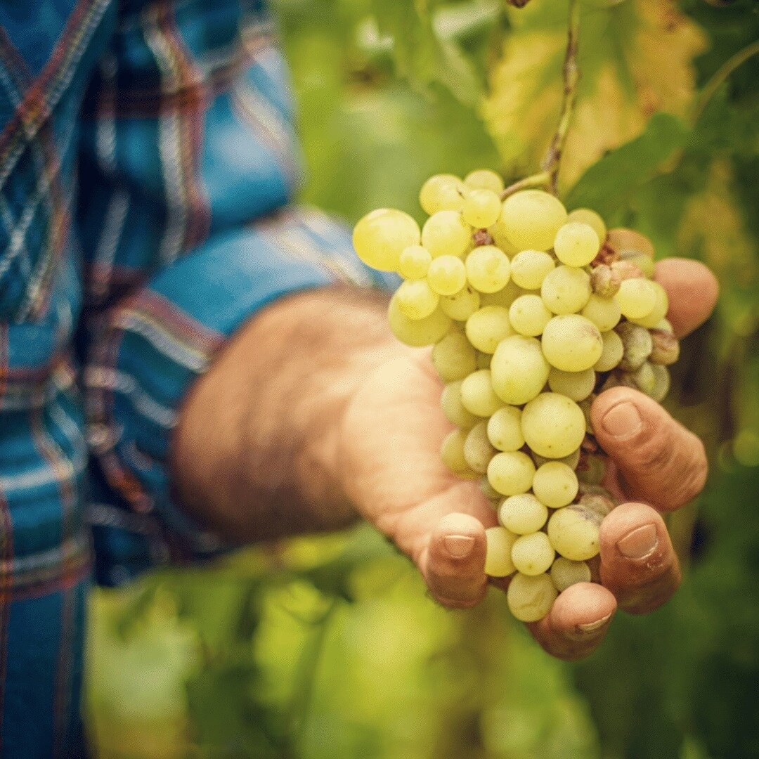 The origin of great wine is great fruit and using experienced winemakers like ours to turn that fruit into something really special.⁠
⁠
#sunvalleywineco #winemaker #harvest #winemaking #australianwines #winelovers #winery #wines