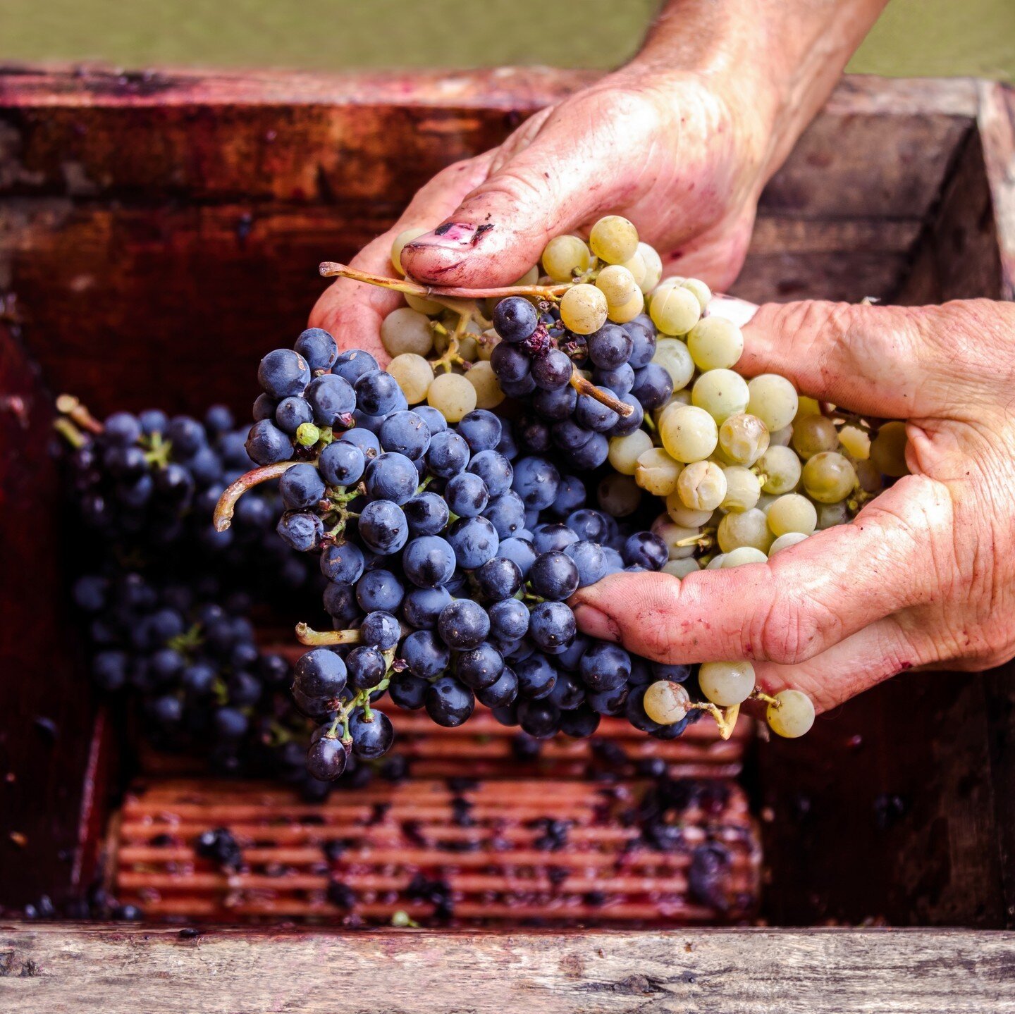 Did you know that Pinot Noir and Chardonnay are the two vital grapes in Champagne?⁠
⁠
⁠
#sunvalleywineco #winefact #champagne #winegrapes #pinotnoir #pinot #chardonnay #australianwine