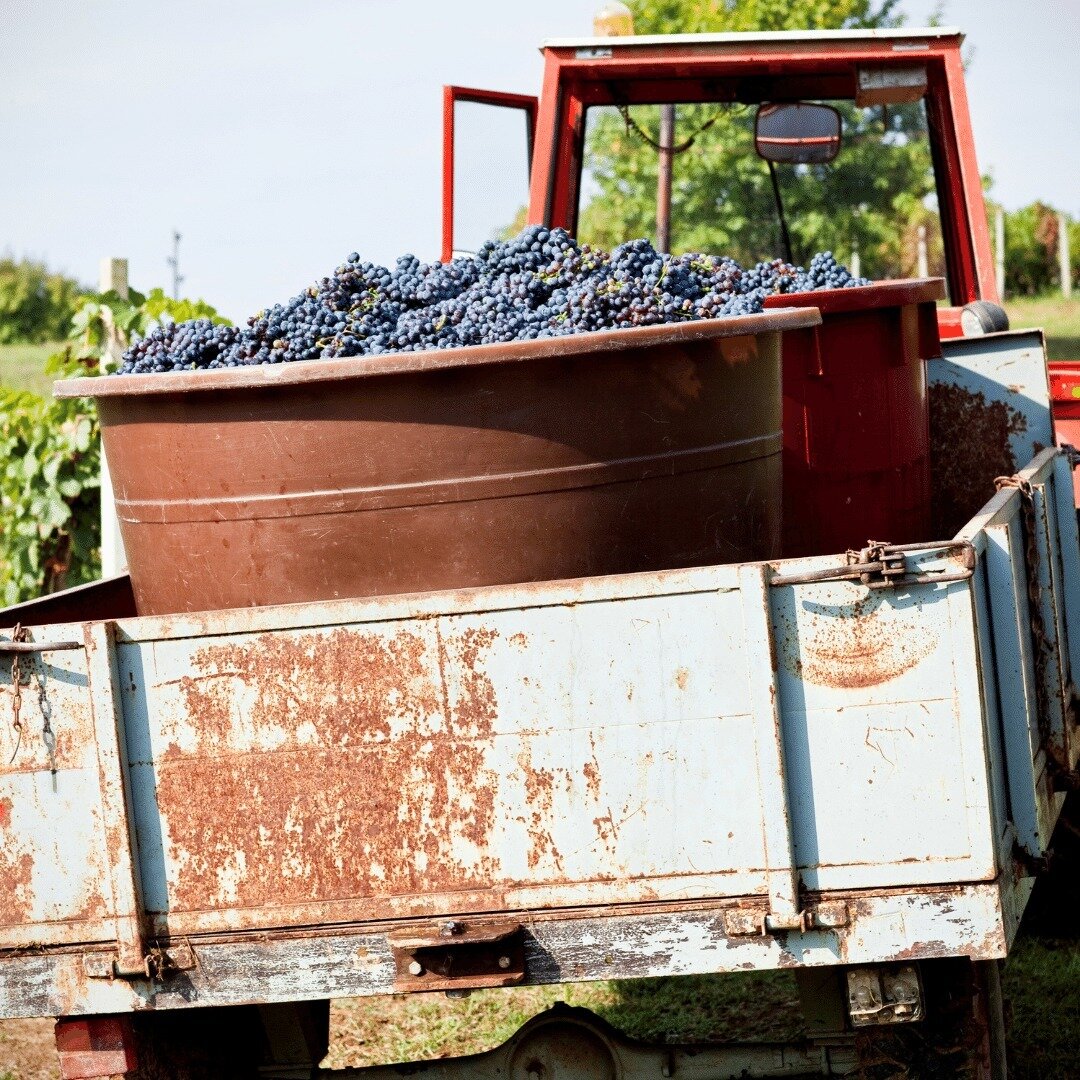 After harvesting only the best grapes, it's only a short trip to the crusher.⁠
⁠
⁠
#sunvalleywineco #harvest #vineyard #winemaker ⁠
#winery #winecountry #wines #australianwine
