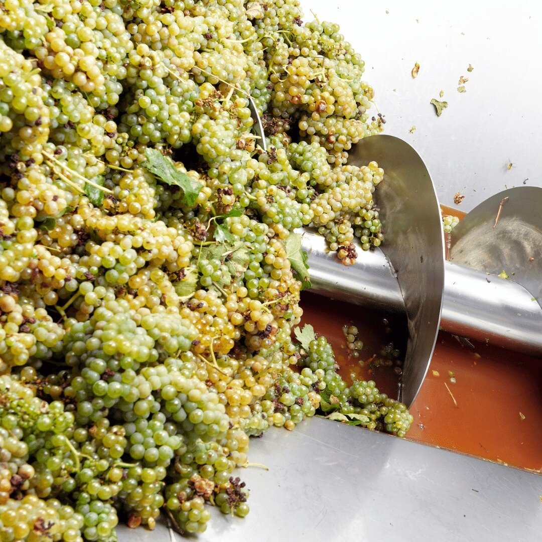 Destemming grapes prior to crushing is only one of the many steps we take to create our delicious Sauvignon Blanc wine.⁠
⁠
⁠
#sunvalleywineco #winemaker #sauvignonblanc #whitewine #wineproduction #australianwine