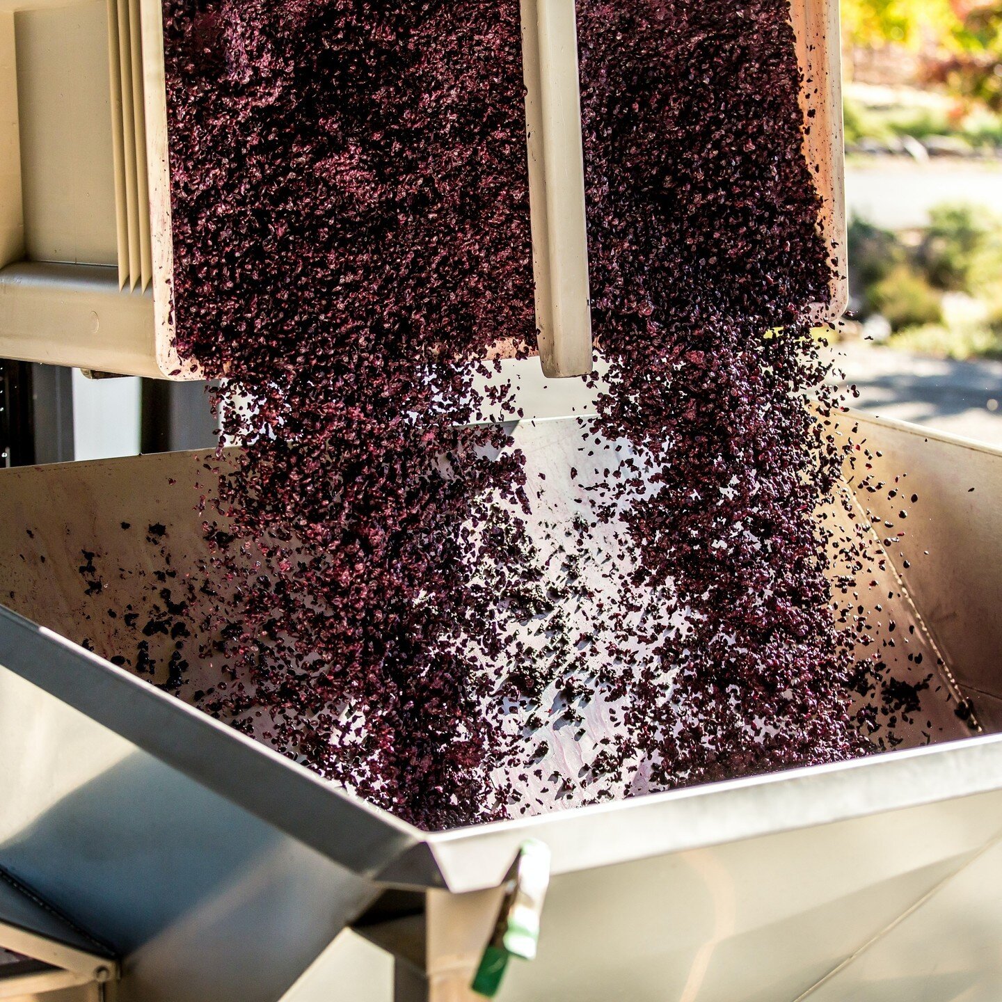 Winemaking in action. Crushing and destemming prior to fermentation.⁠
⁠
⁠
#sunvalleywineco #wineproduction #winemaker #winery #vineyard #australianwine