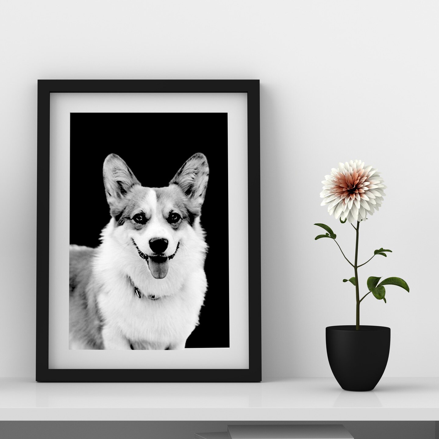 Introducing Mya the Corgi, our latest muse for the dark style portrait series at Pup Mugs Collective! 

With her striking coat and adorable ears, Mya made for an excellent subject. We're thrilled to capture her unique personality and essence in this 