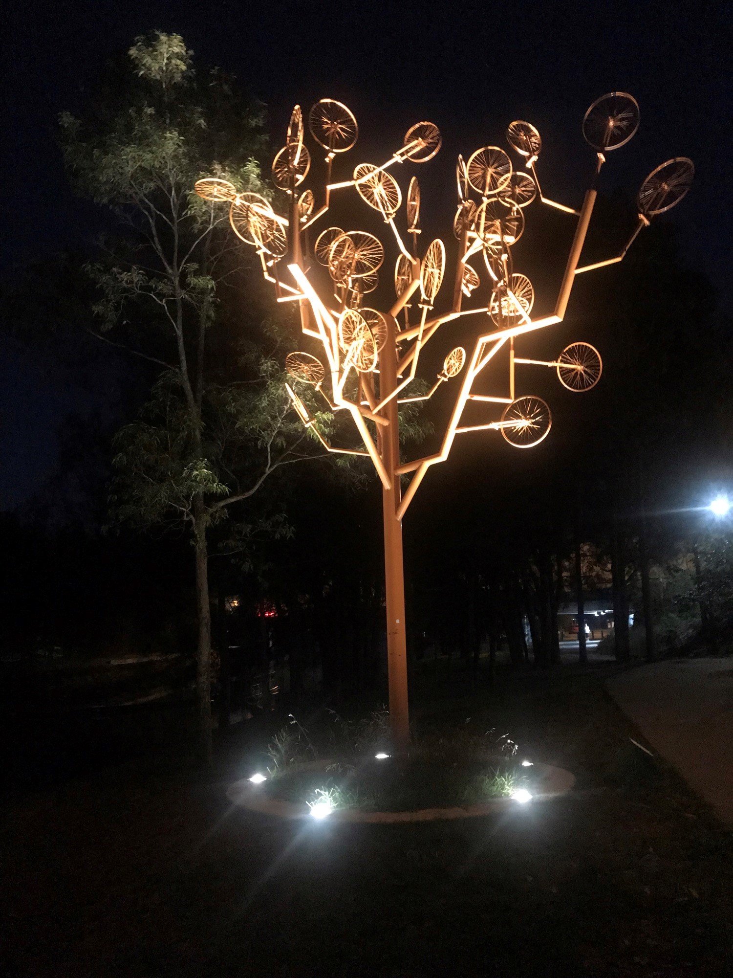 Tree cycle at night.jpg