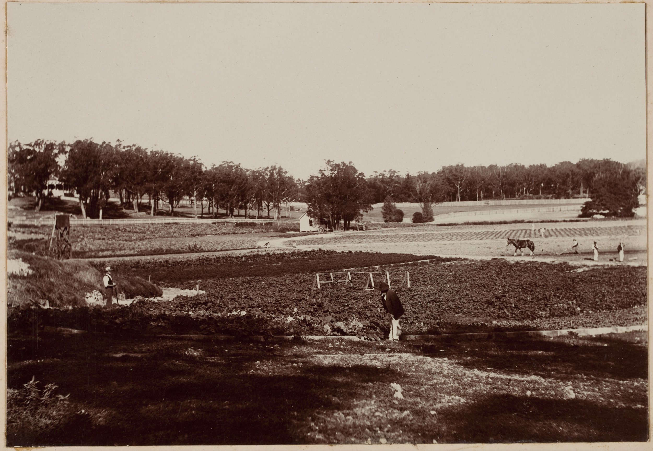 Crops and ploughing the fields at Callan Park