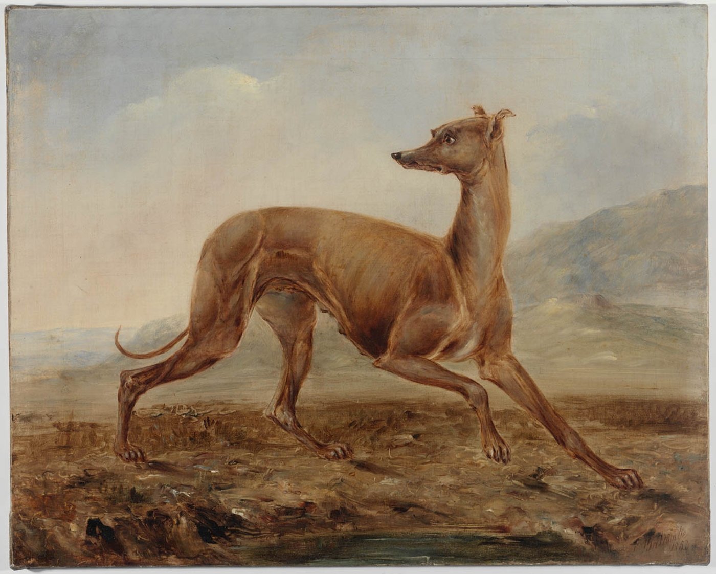 Kangaroo dog owned by Mr Dunn of Castlereagh Street, Sydney, 1853