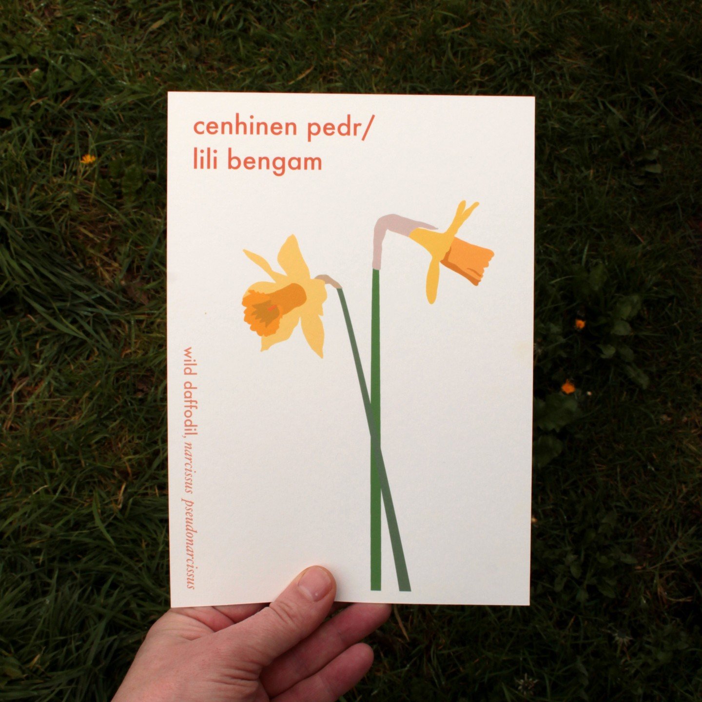 Wild daffodils print! Cenhinen pedr in Welsh, along with several other names including lili bengam. The second print in a series about Welsh plants. 

Wild daffodils are native to Wales and are smaller than cultivated types with paler petals. They ar