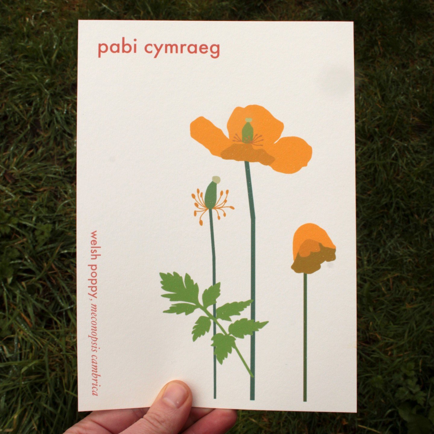 Pabi Cymraeg, Welsh Poppy, Meconopsis cambrica; a botanical symbol of Wales. 

A5 print on 100% recycled cardstock. Illustrated and produced in Pembrokeshire, Wales. 

#pabicymraeg #welshpoppy #welshplants #welshflowers #cymru #poppies #plantart #bot