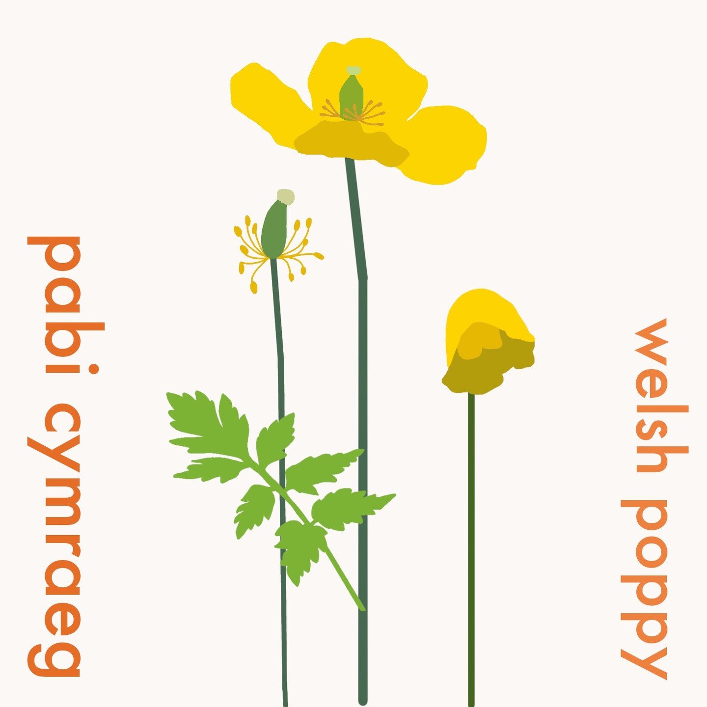 Here's the fruits if my labour today - a Welsh poppy #illustration. I'm developing the postcard range to include other plants that aren't necessarily herbs but that are important to Wales and that promote the welsh language/ plant names.

#welshpoppy