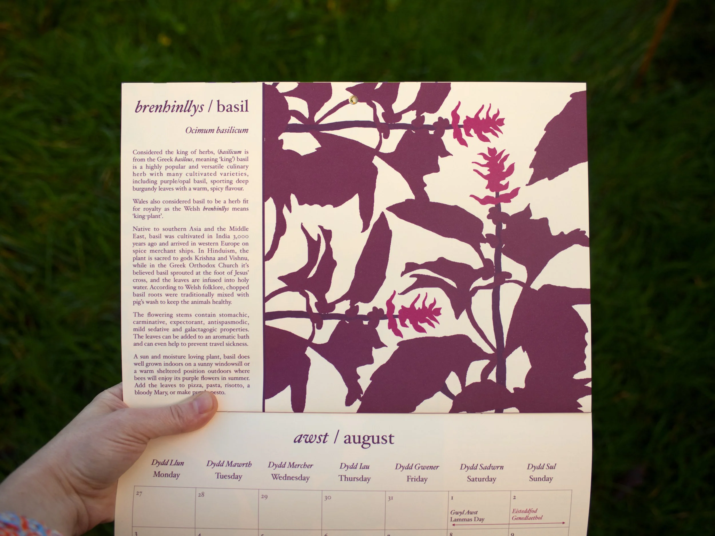 calendar basil on grass.jpg