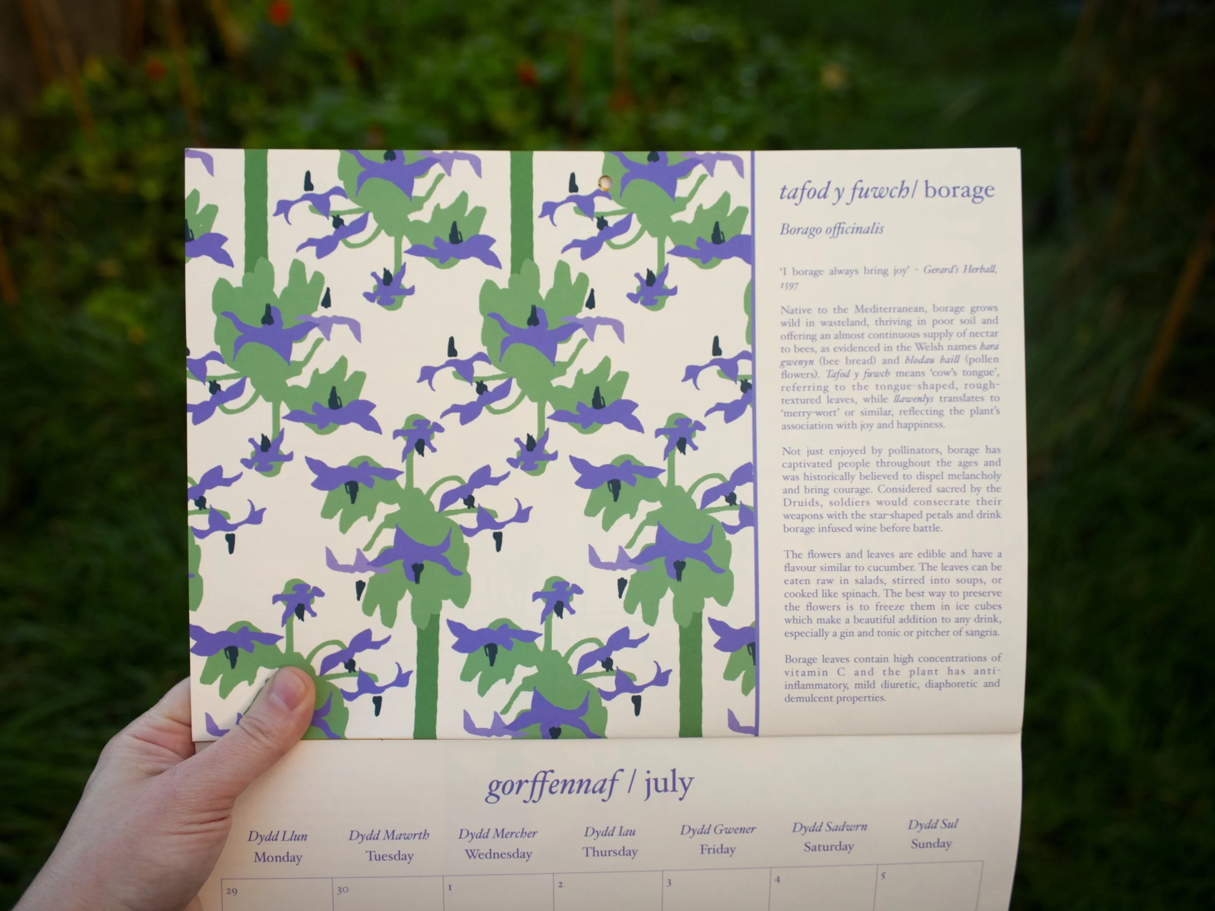 calendar borage on grass.jpg