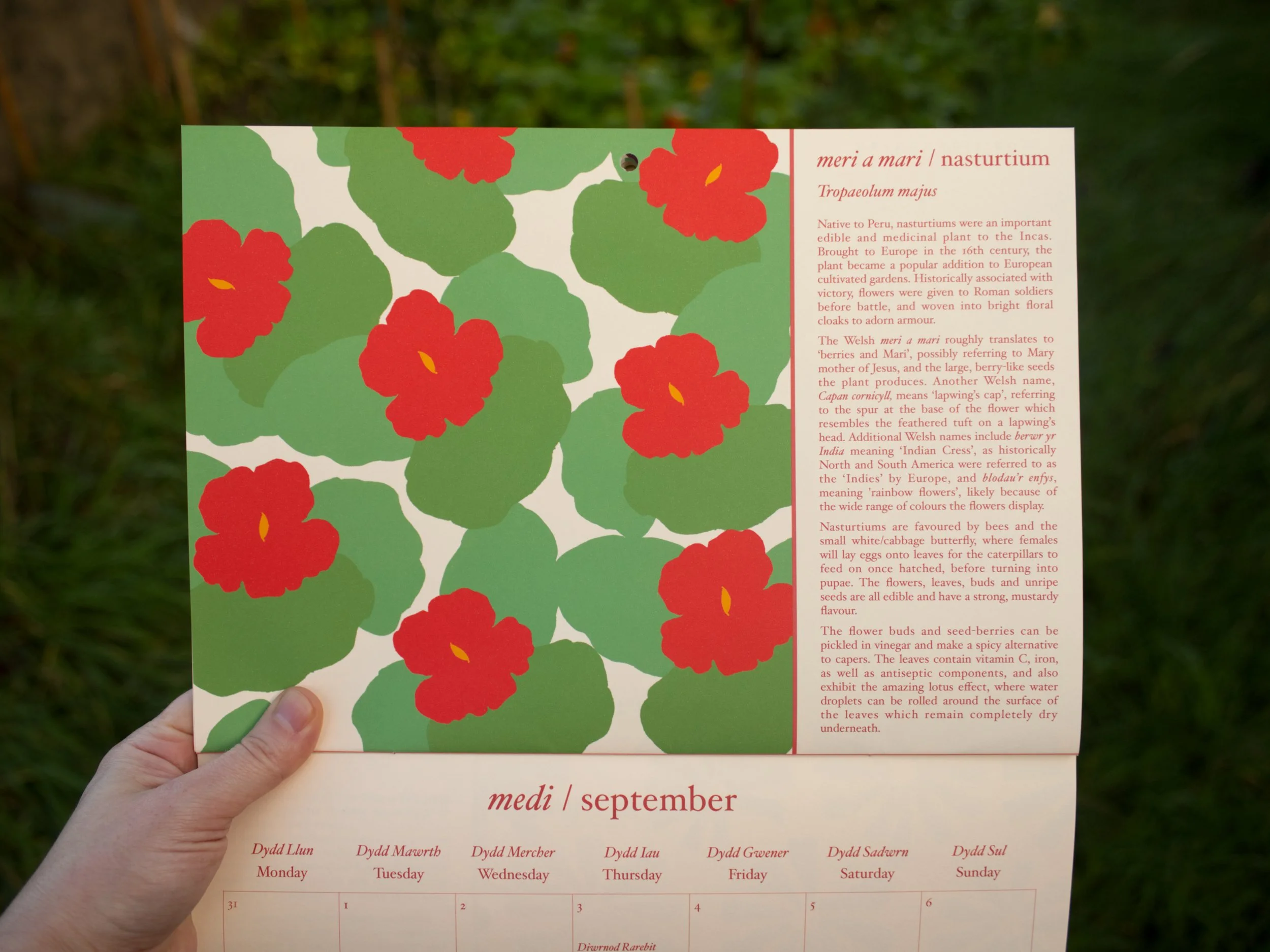 calendar nasturtium on grass.jpg