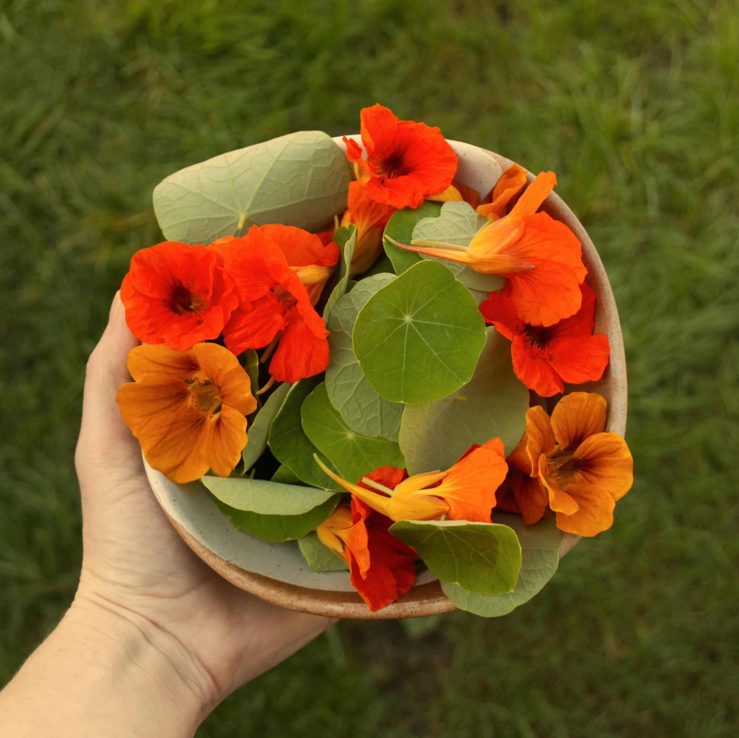 bowl of nasturtiums.jpg