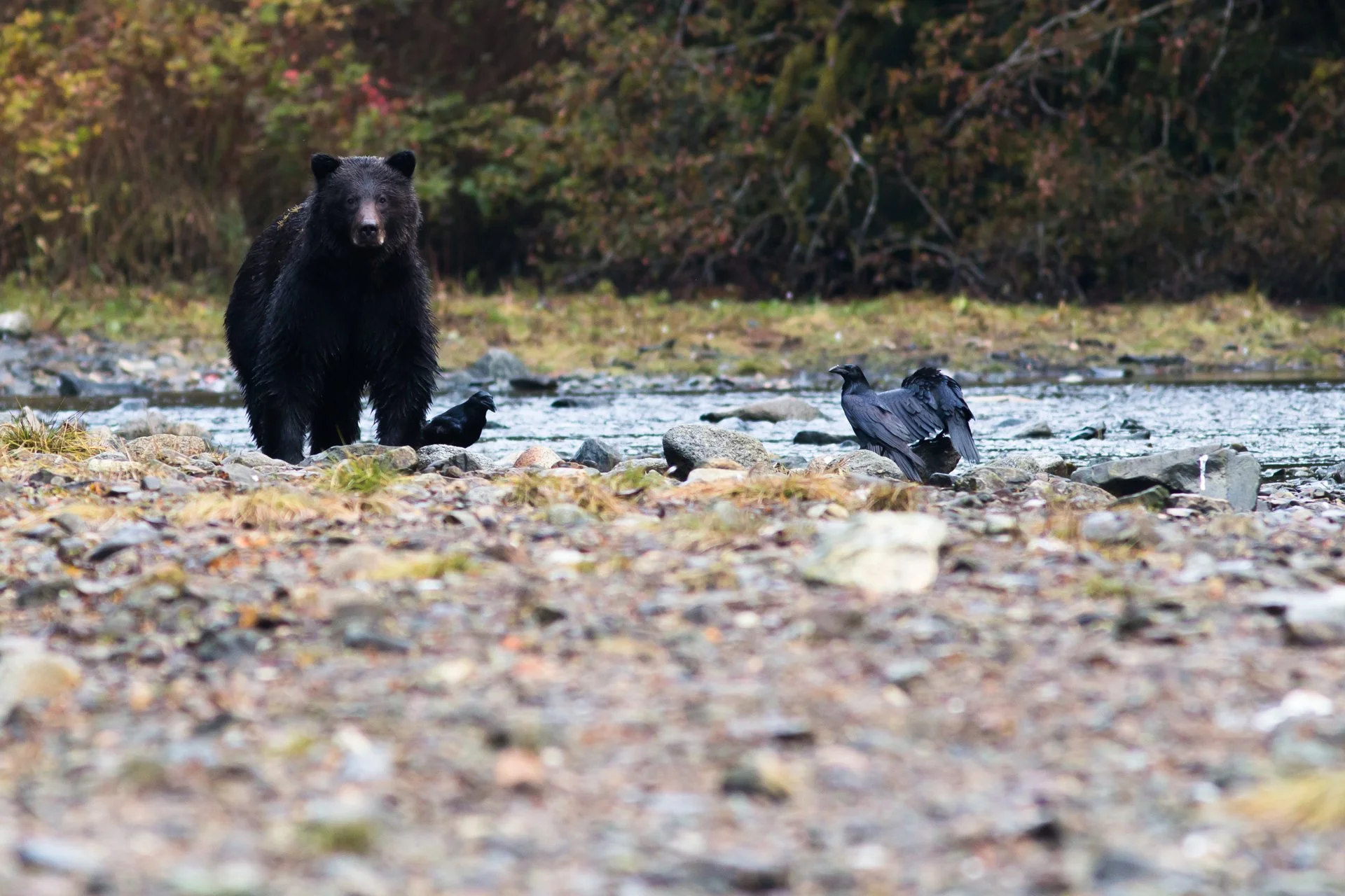 Spannende ontmoetingen met beren