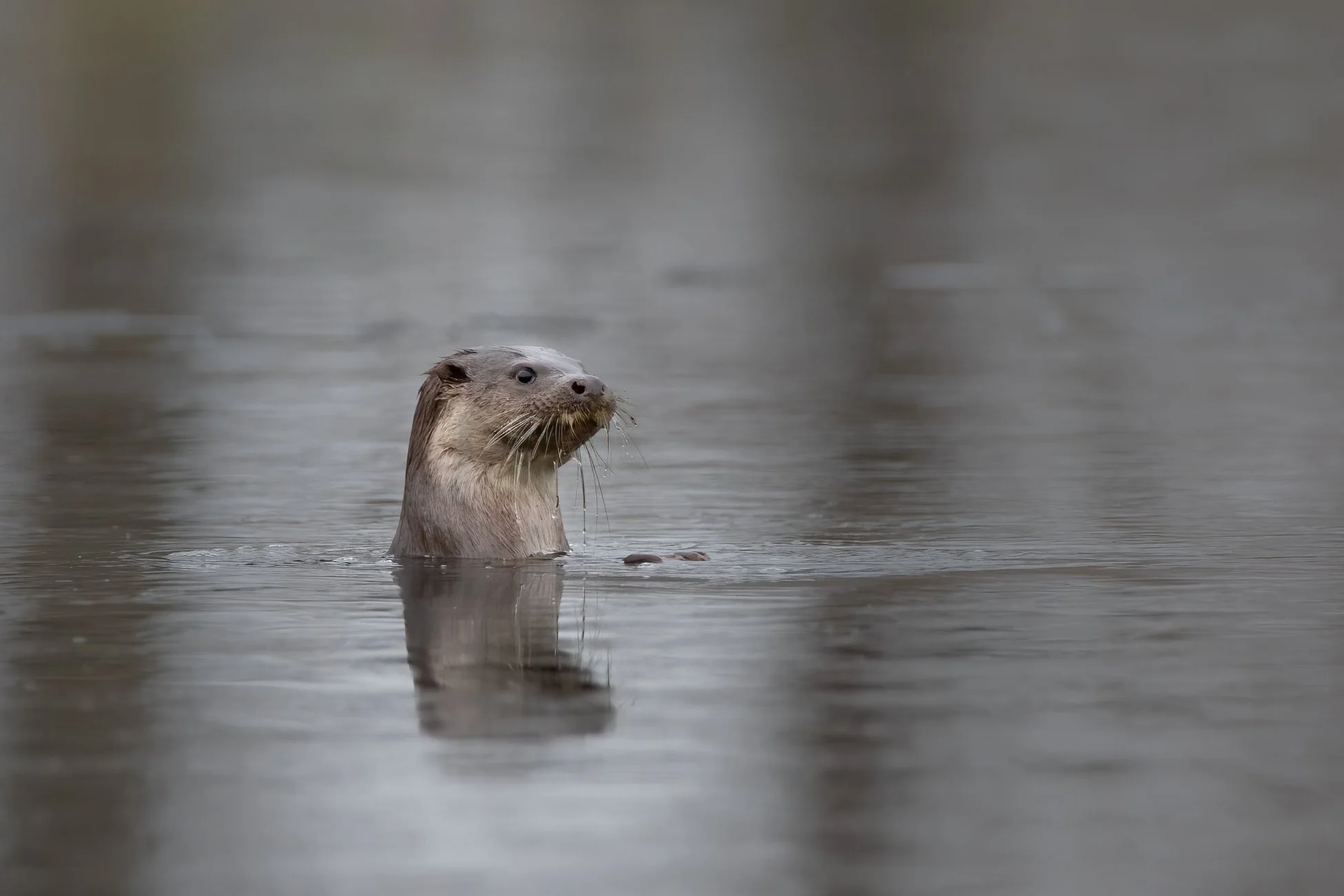 Otter spektakel