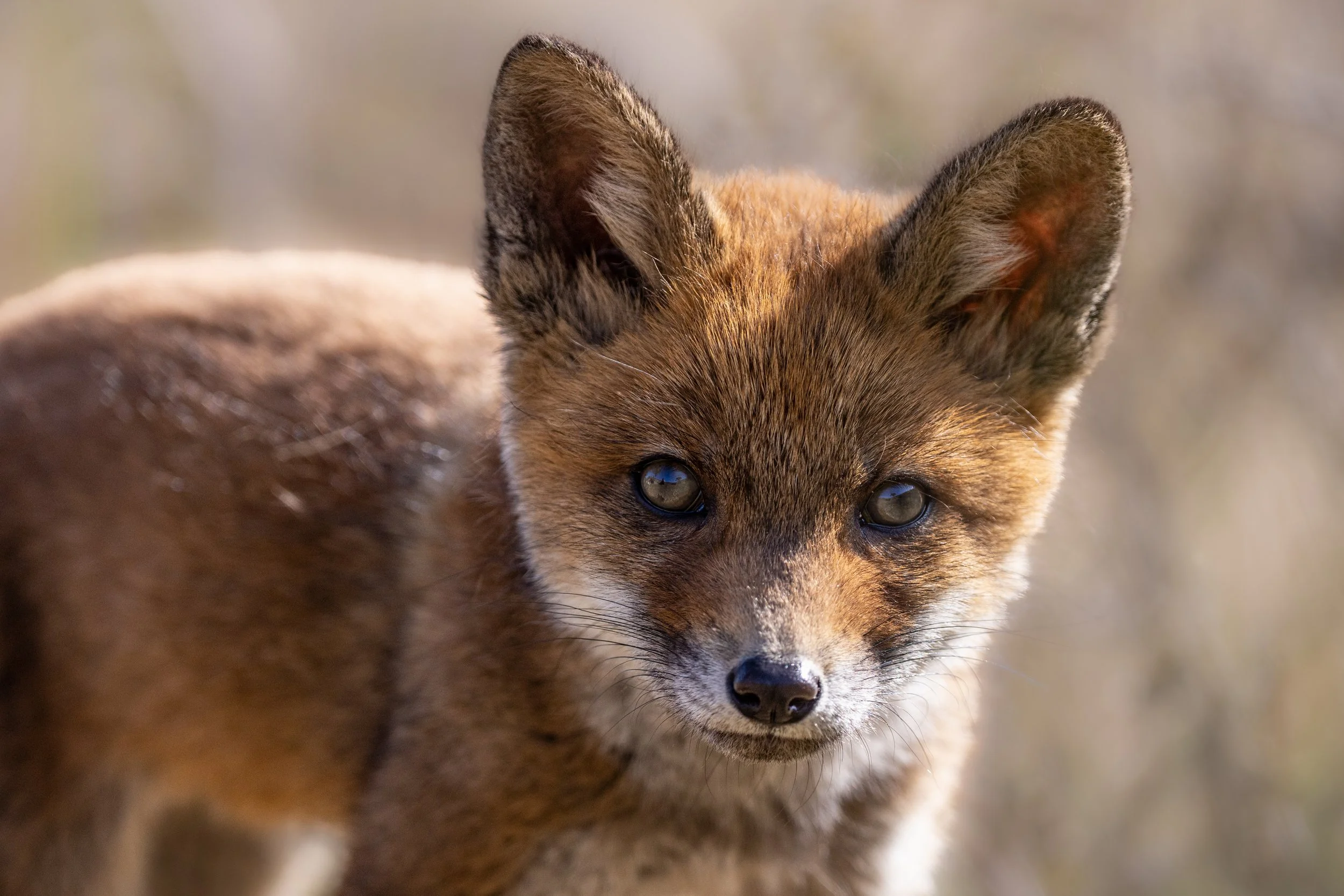 Schattig, schattiger, schattigst?