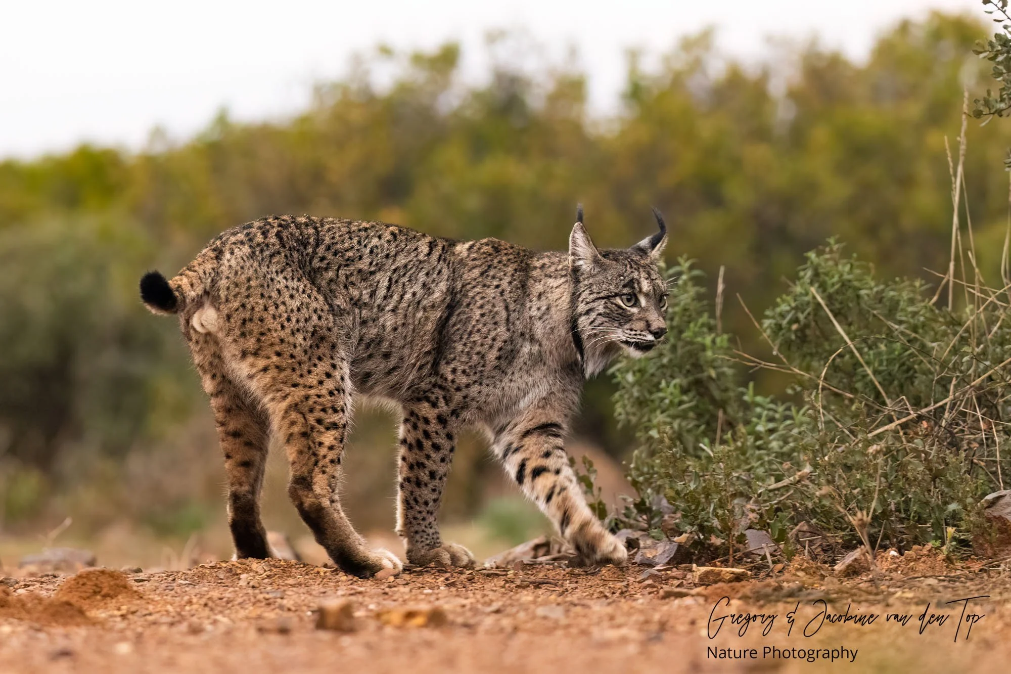 Op zoek naar de Iberische Lynx