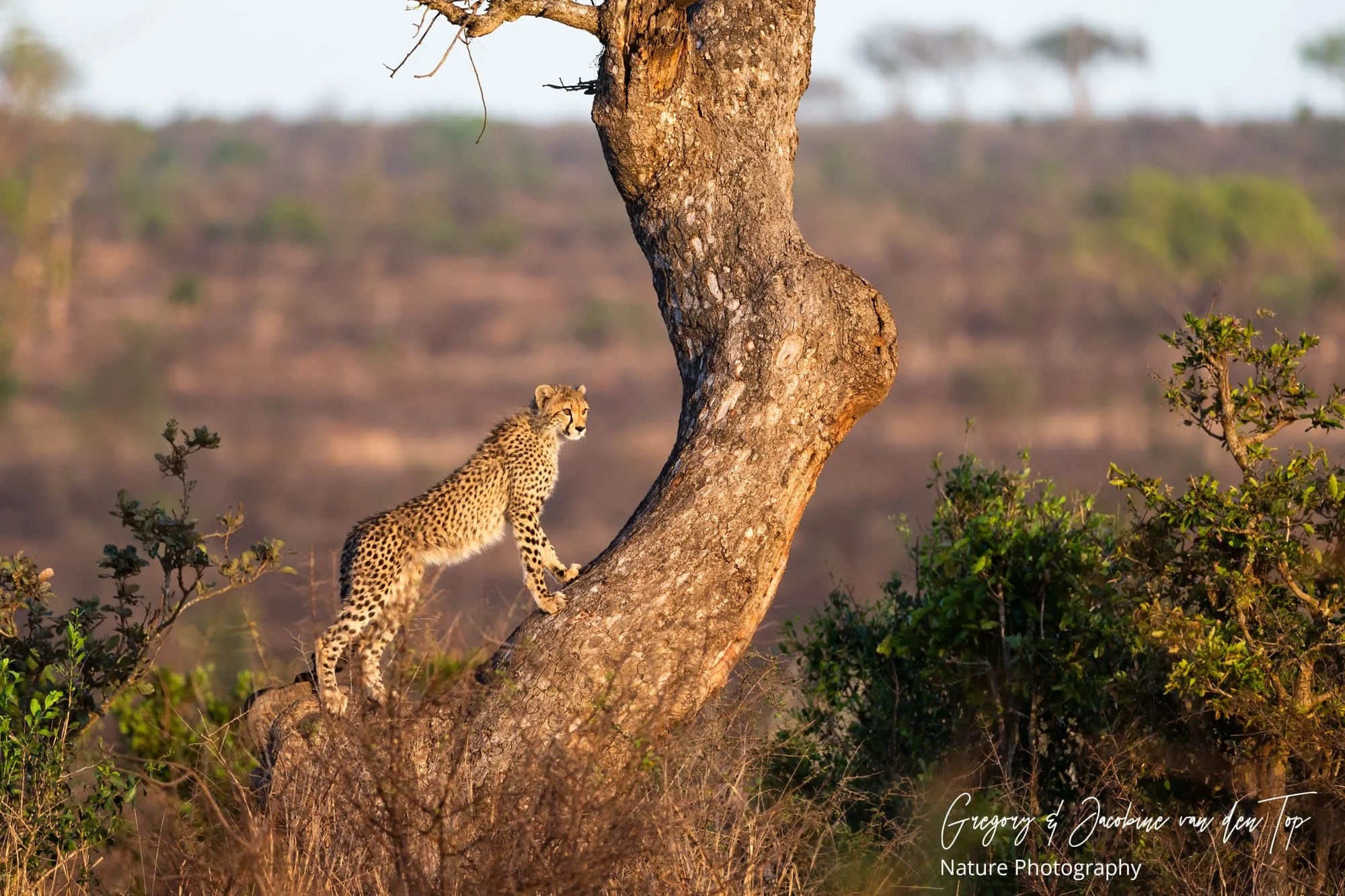 Super mom en haar kroost