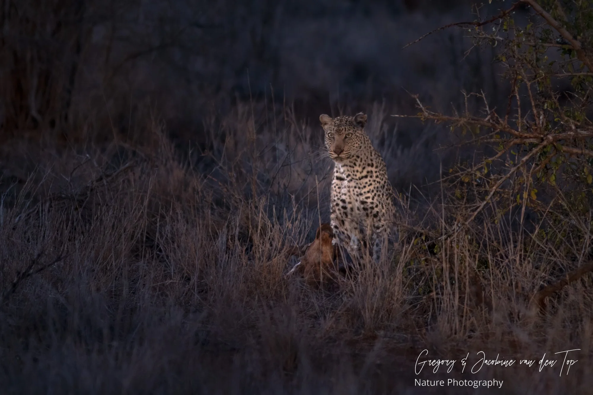 Nachtelijk ontmoeting met een luipaard
