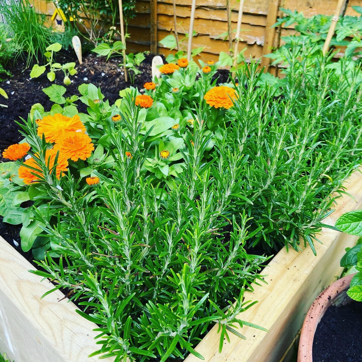 Our medicinal garden is flourishing here at The Cosy Cunning Folk! With calendula, sage, thyme, rosemary, lemon balm &amp; lavender all blooming more each day. 

We try to home grow as much as we can for our business, luckily Kent has abundant lands 