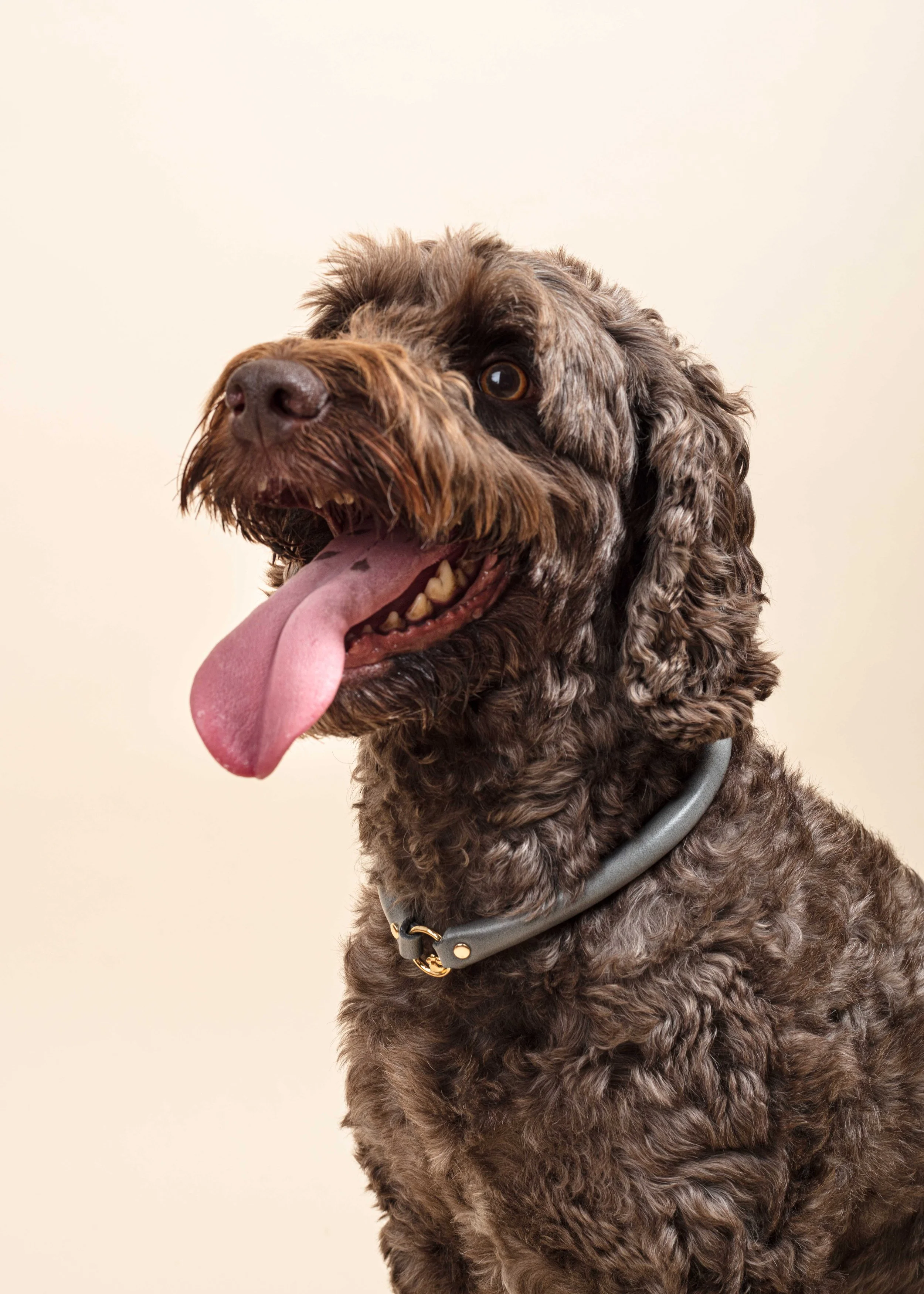 x Dobo Pets-6146.jpg