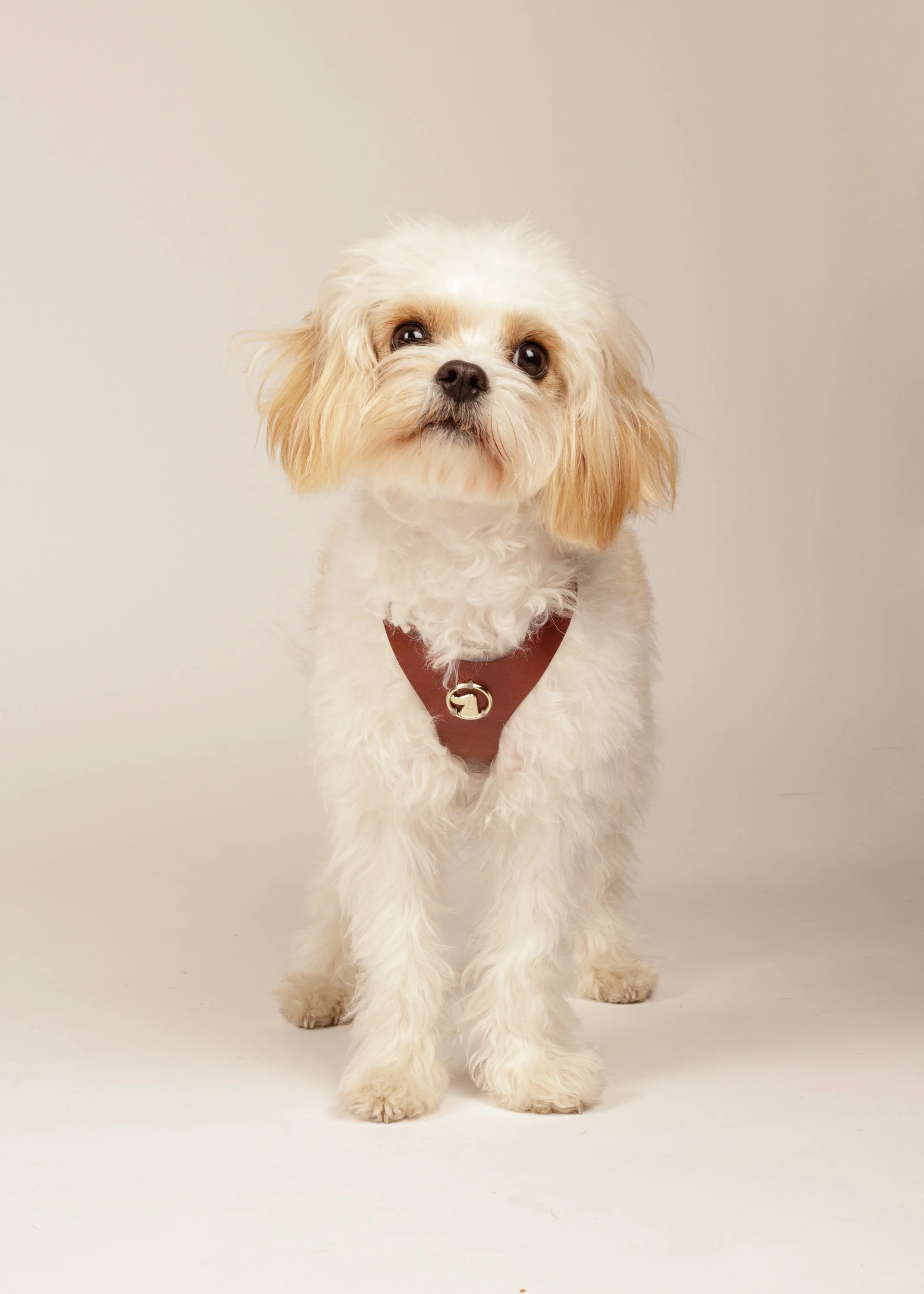 Dobo Shoot 2 Dogs-9462-Edit.jpg