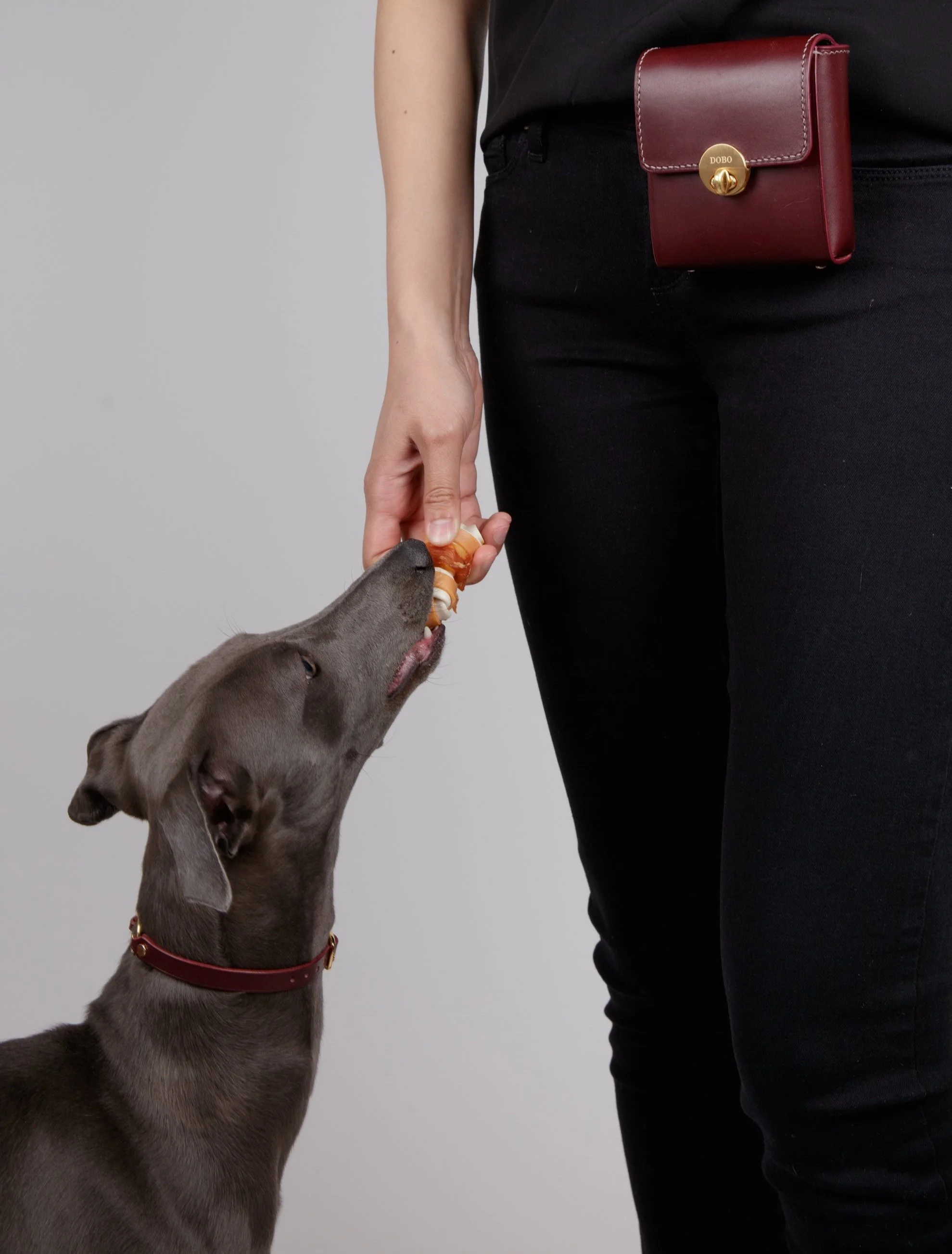 Dobo+Shoot+2+Dogs-9185.jpg
