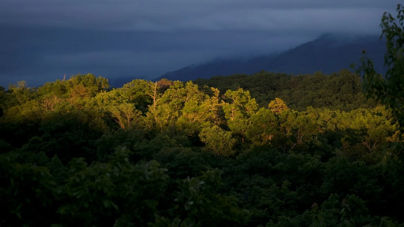 Dark green trees lit by the sun.