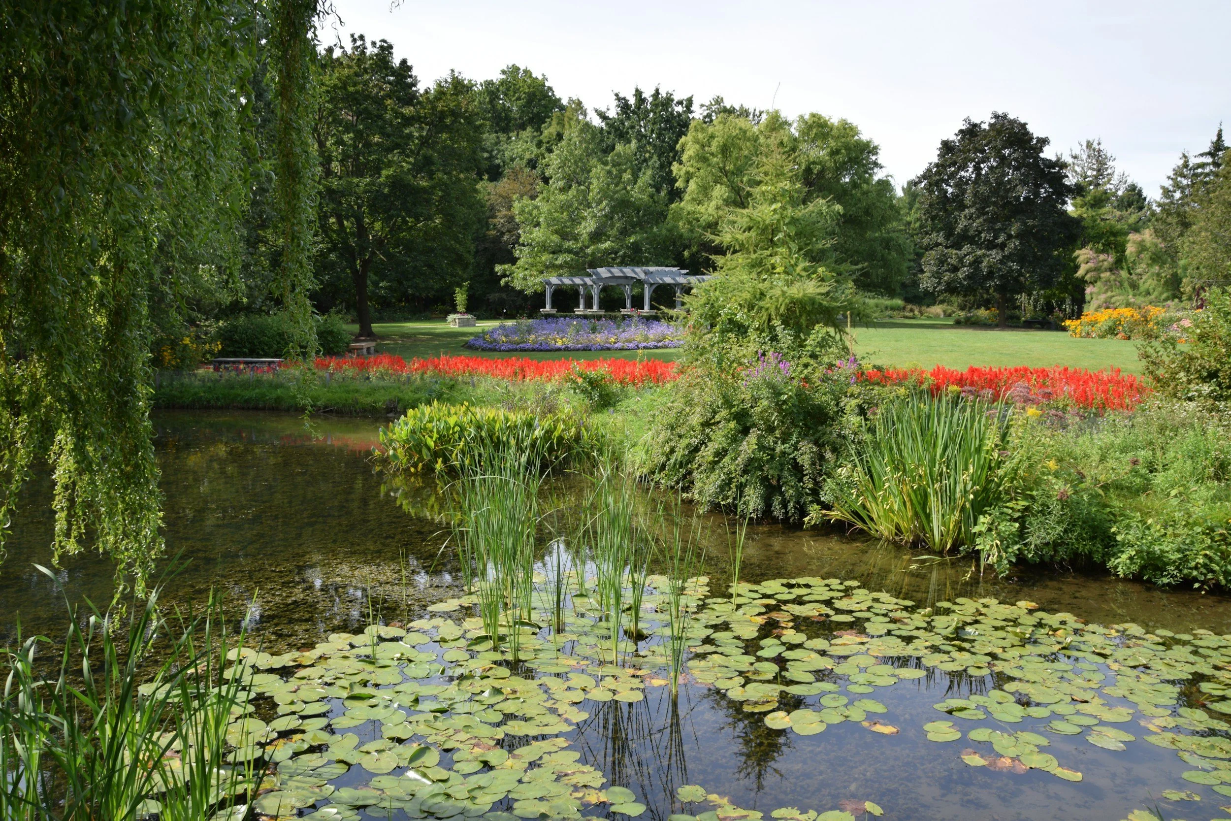 A peaceful garden scene with a pond filled with lily pads, surrounded by green plants and colorful flowers, with a backdrop of trees and a white pergola in the distance.