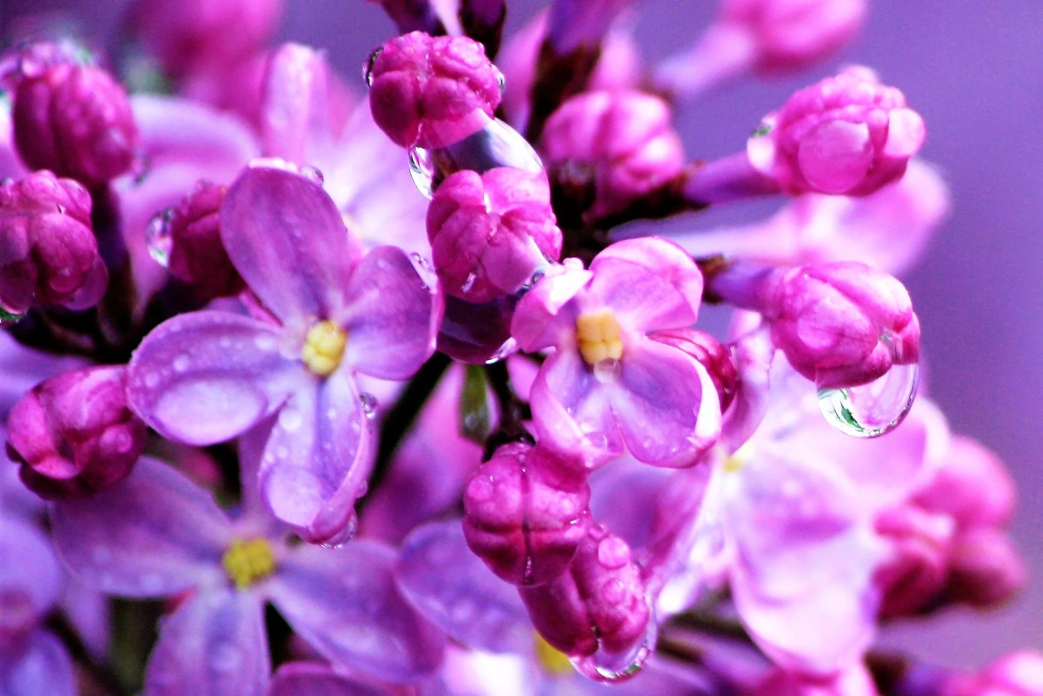 lilacs with water.JPG