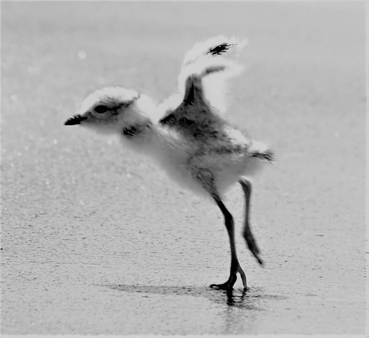 IMG_baby plover.JPG