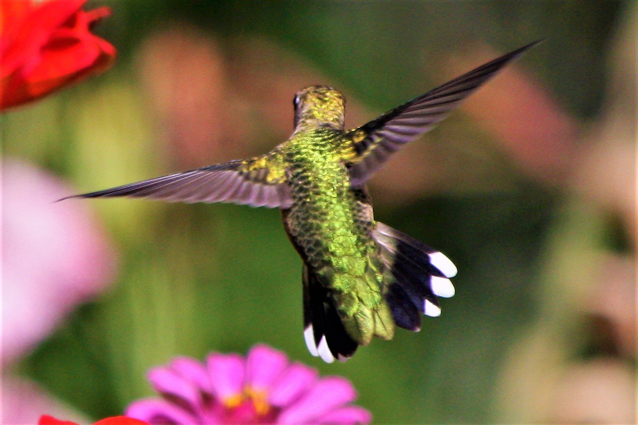 Hummingbird in flight.JPG