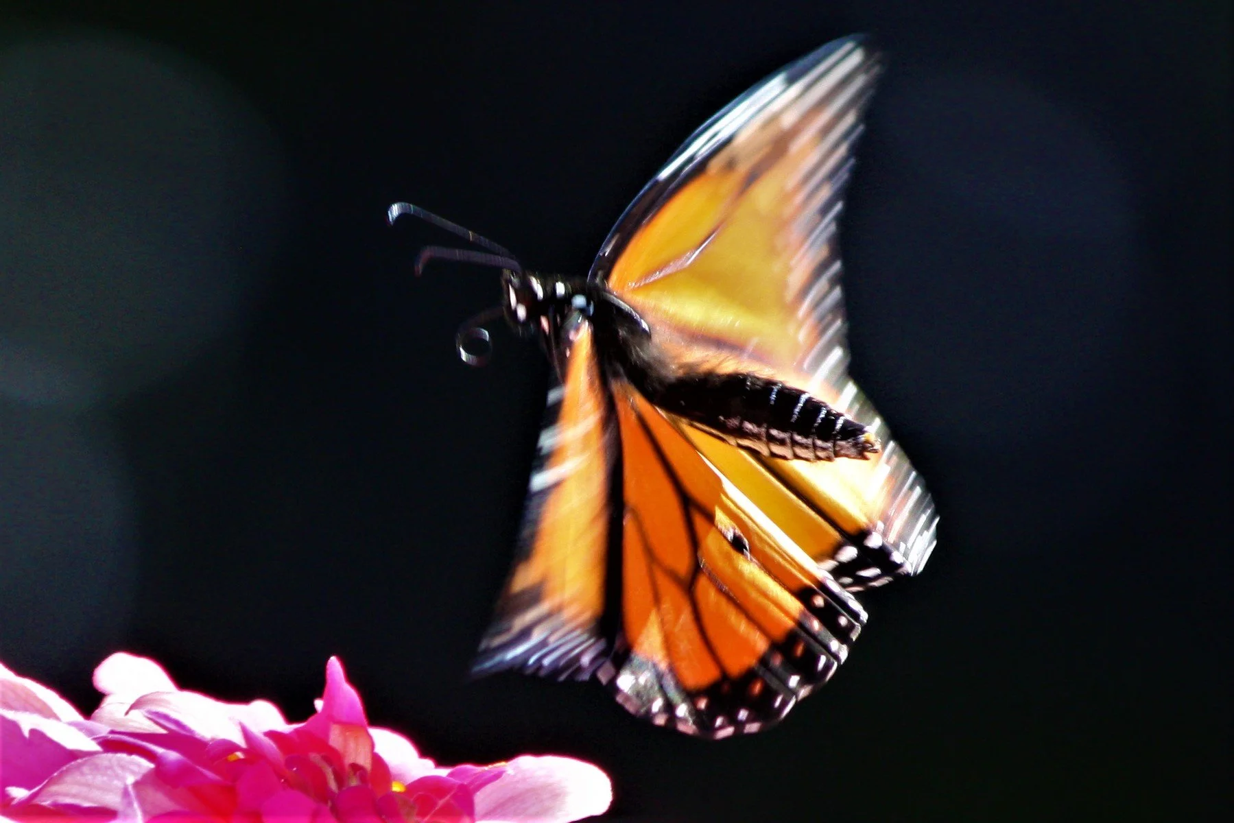 monarch in motion 2.JPG